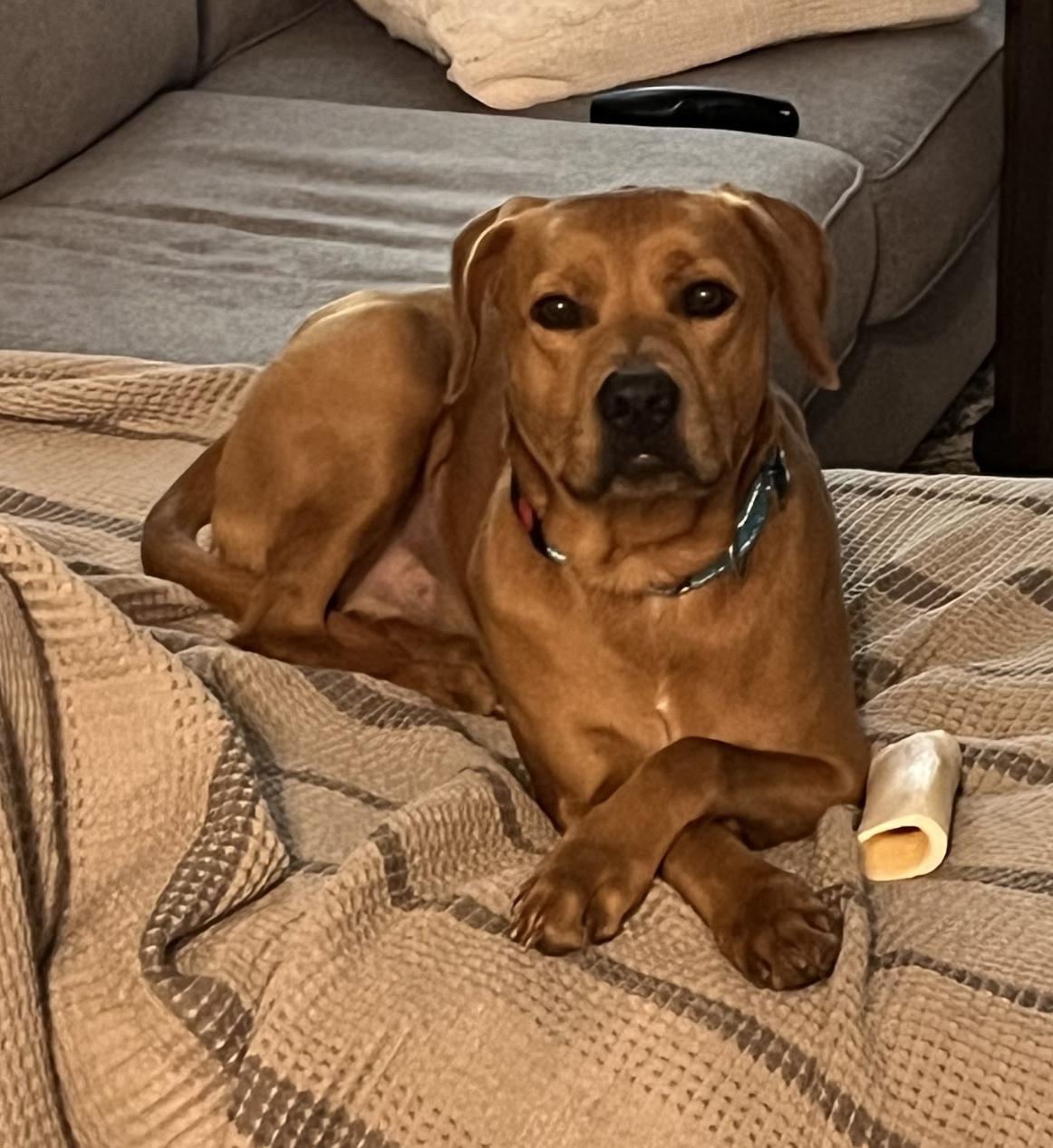 Key, Adoptable, Adult Male Hound.