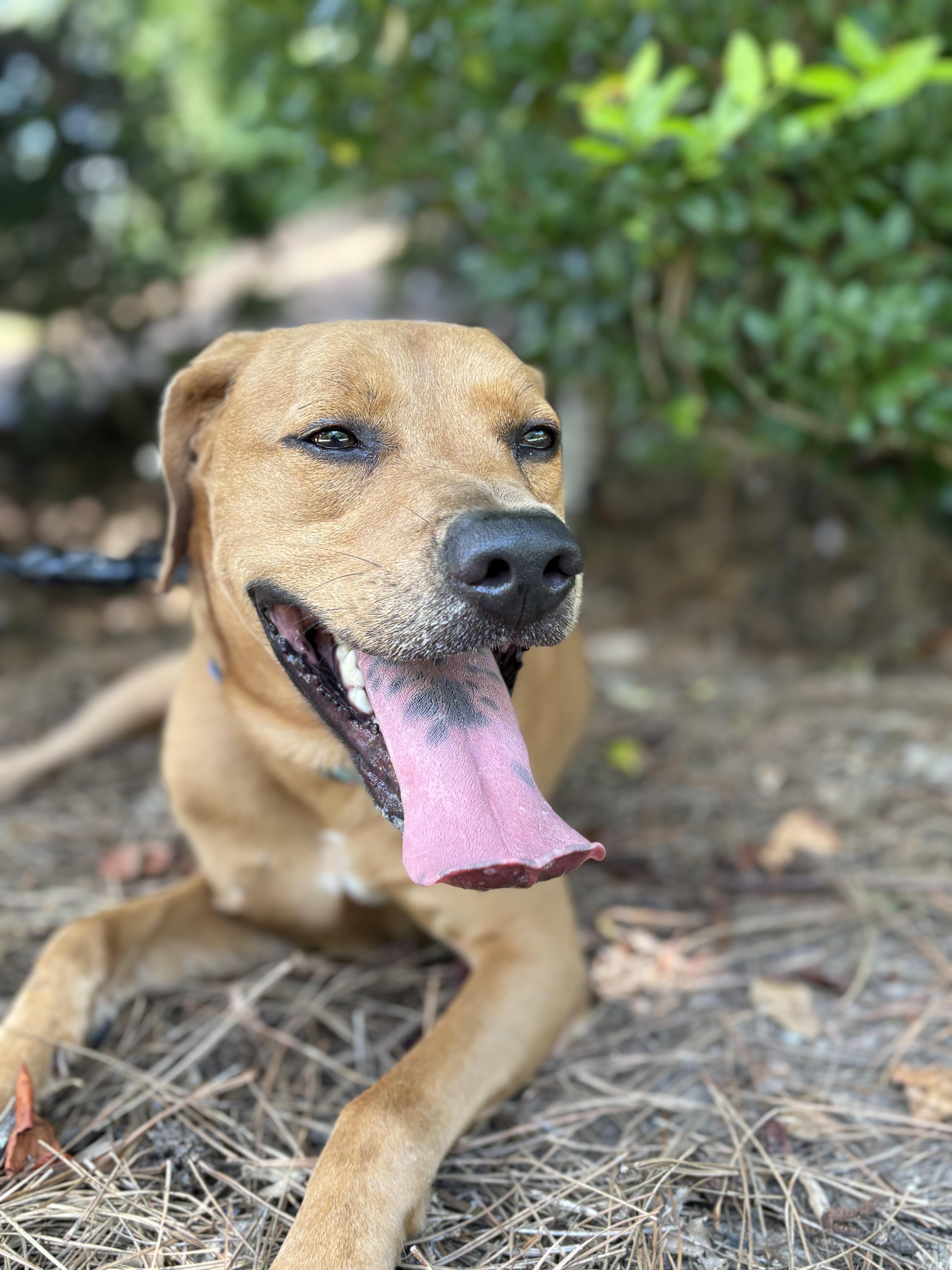 Keith, Adoptable, Adult Male Hound.