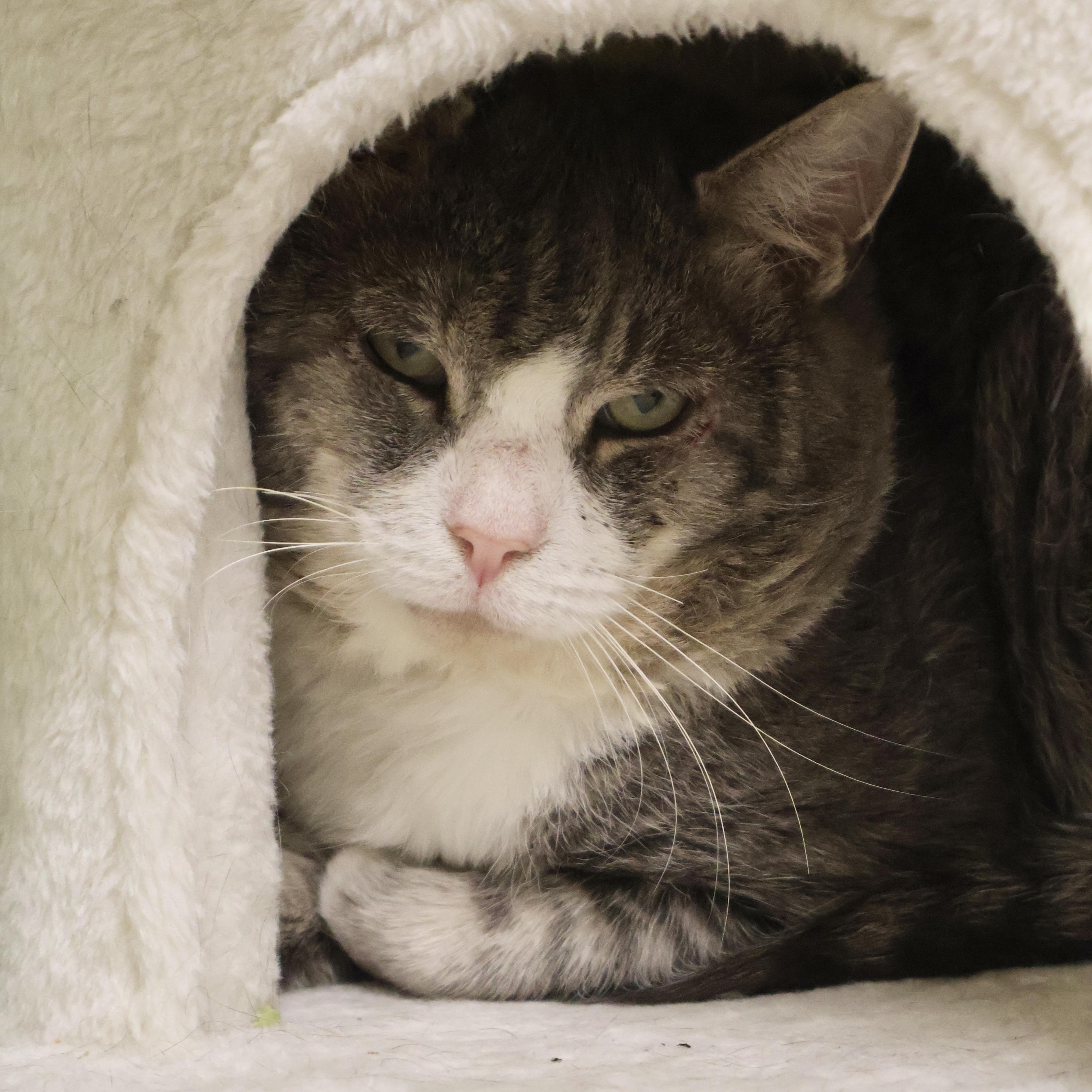 family cats　0308 s-l1200.jpg