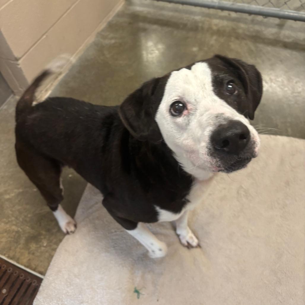 Enlarge Zeke, a Adoptable mixed breed in Muncie, IN image 1/2