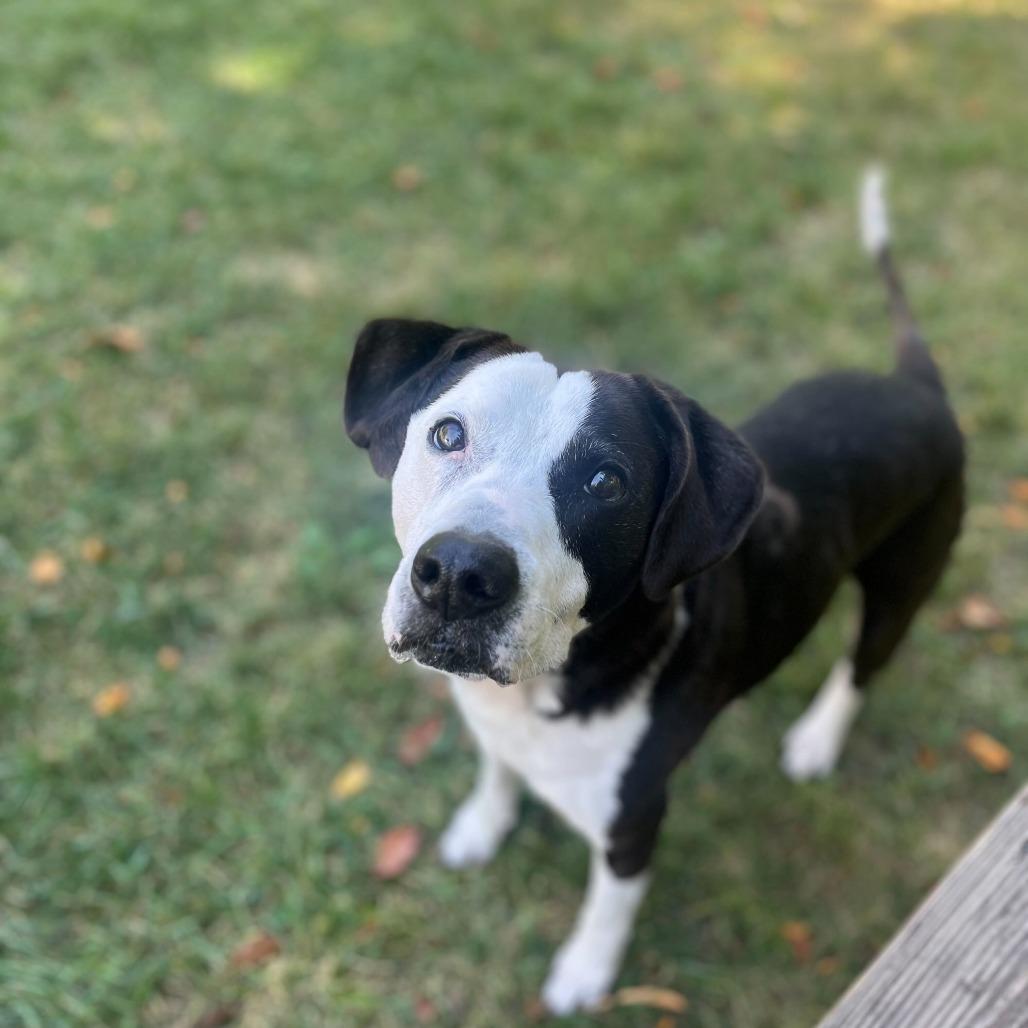 Enlarge Zeke, a Adoptable mixed breed in Muncie, IN image 2/2