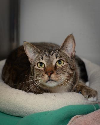 Leo, Adoptable, Adult Male Domestic Short Hair.
