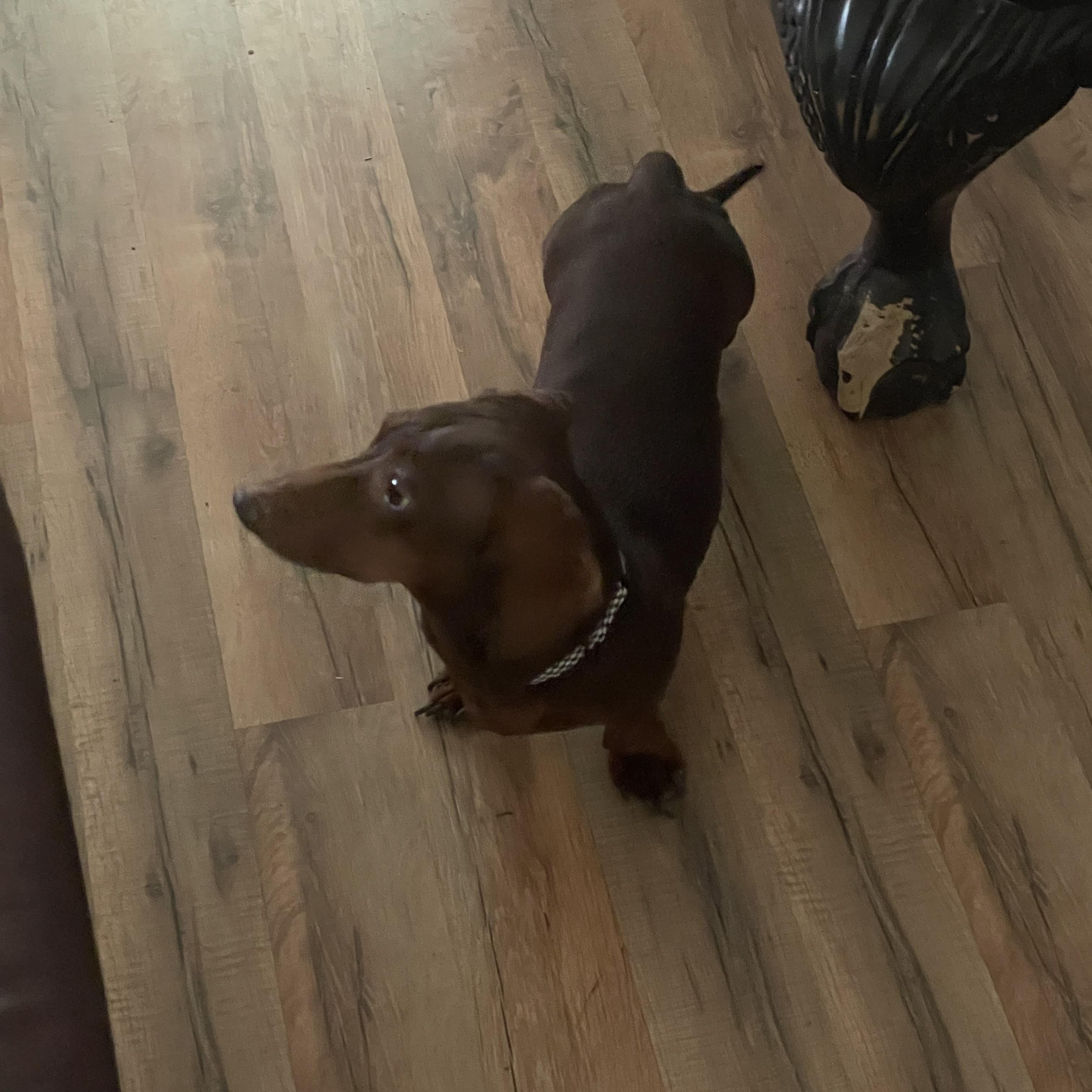 Crash, Adopted, Adult Male Dachshund.