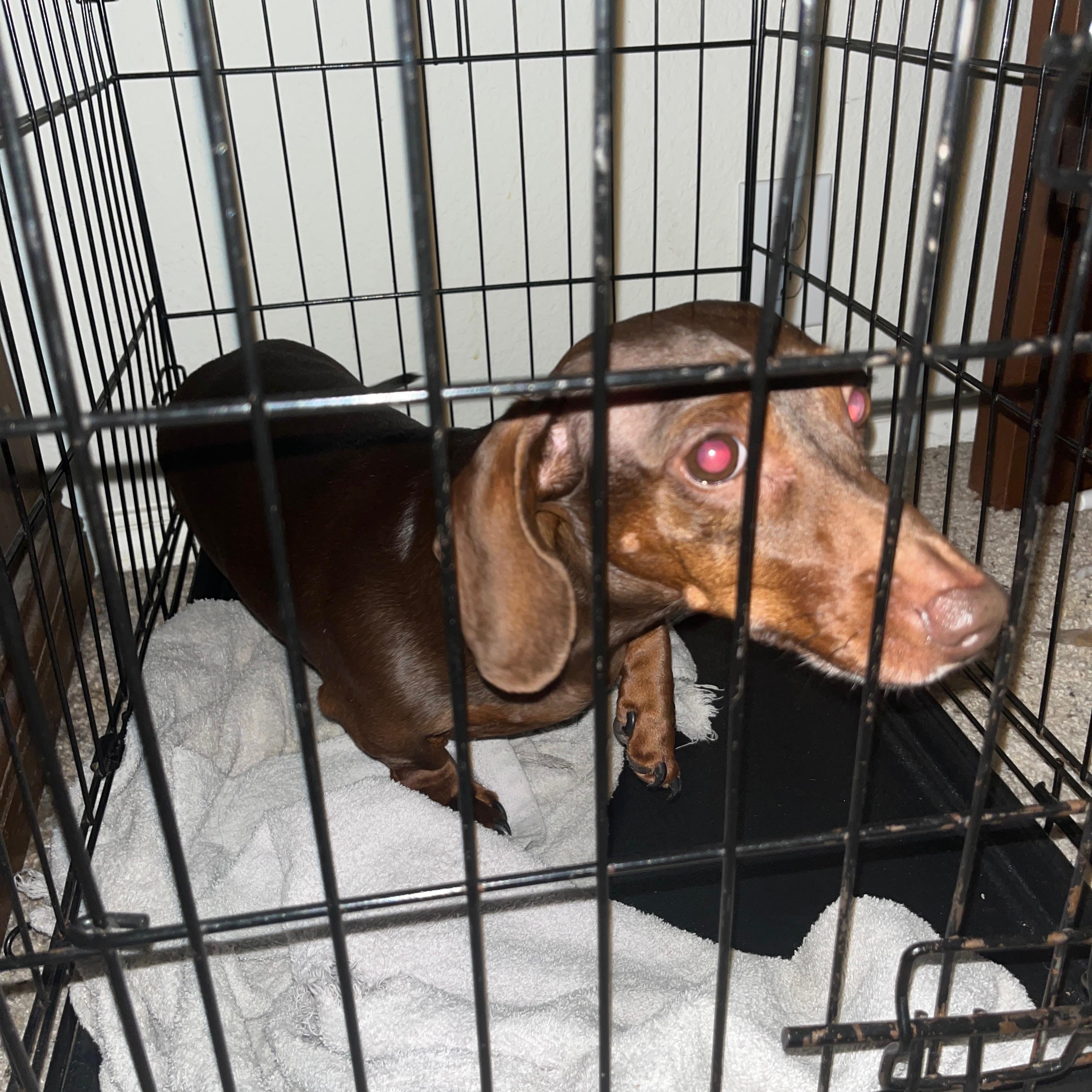 Crash, a Adopted Dachshund in Royse City, TX image 2/6
