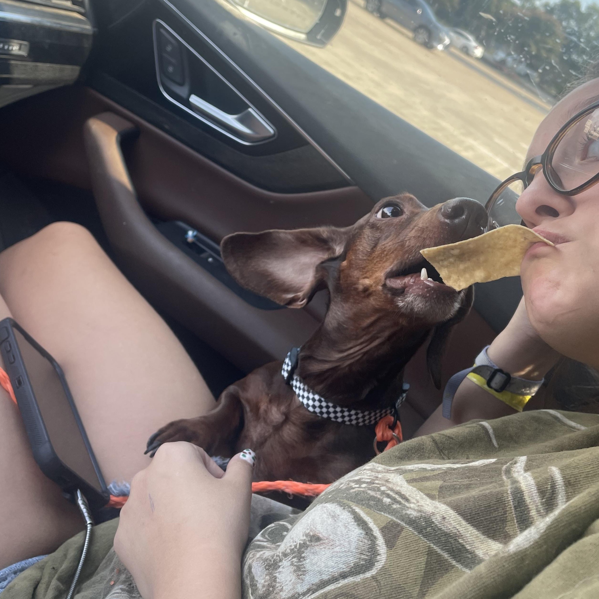 Crash, a Adopted Dachshund in Royse City, TX image 3/6