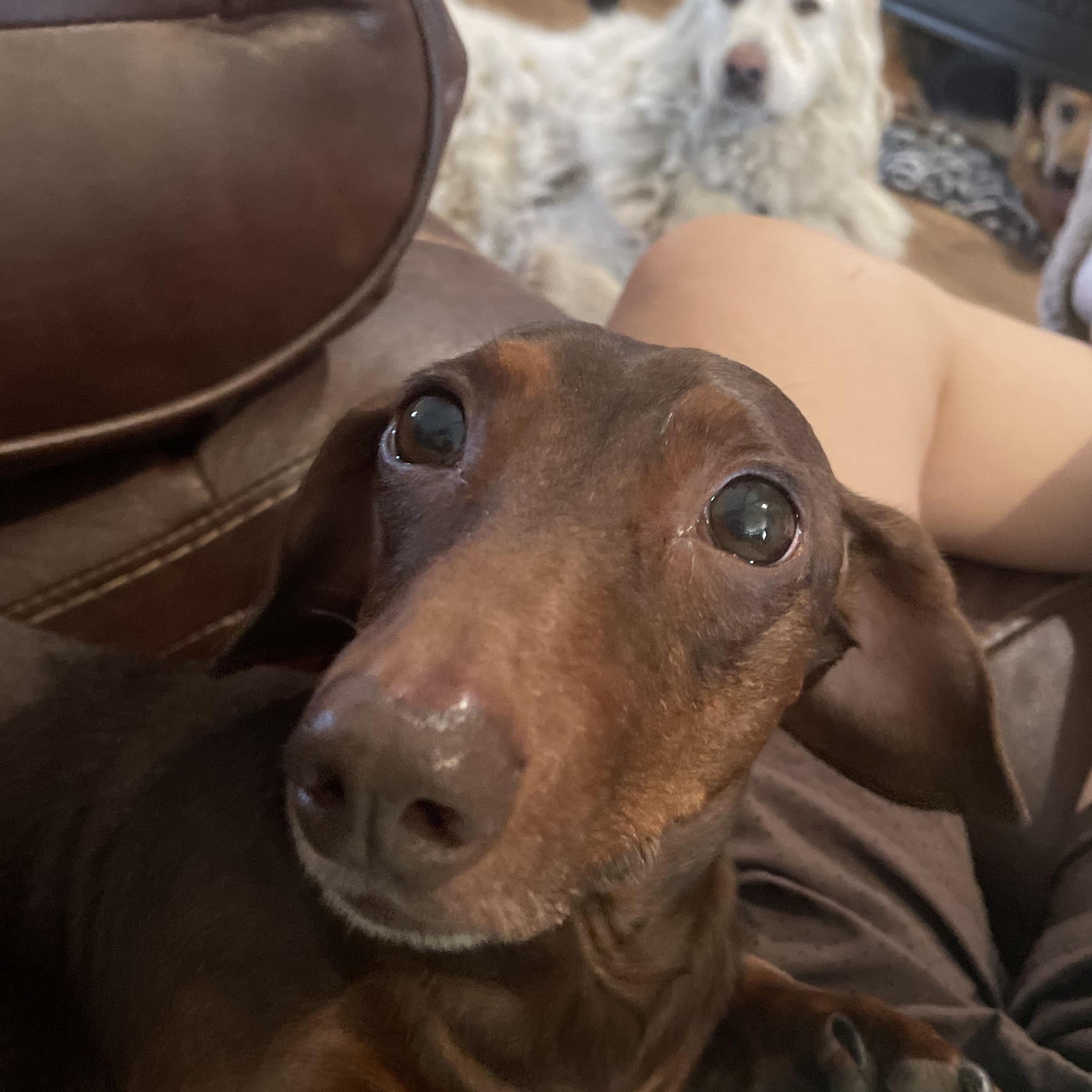 Crash, Adopted, Adult Male Dachshund.