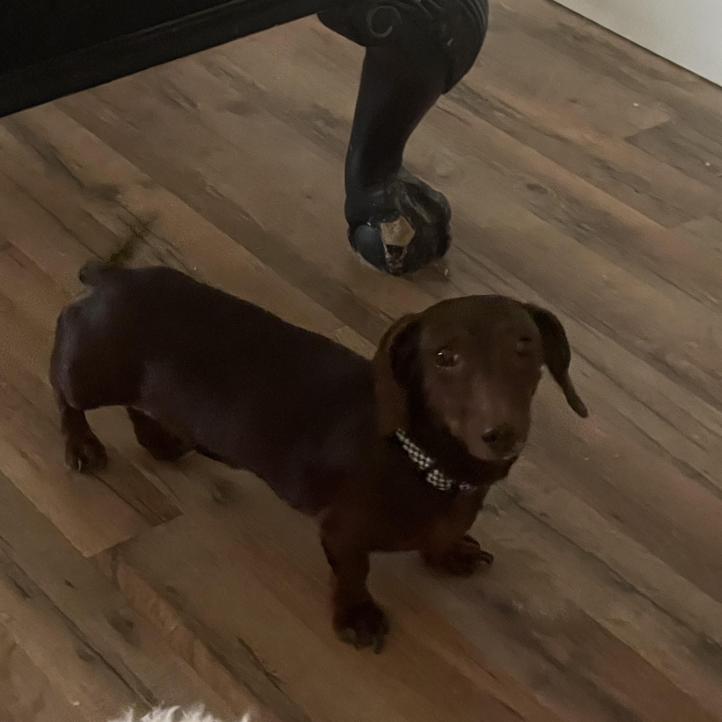 Crash, a Adopted Dachshund in Royse City, TX image 6/6