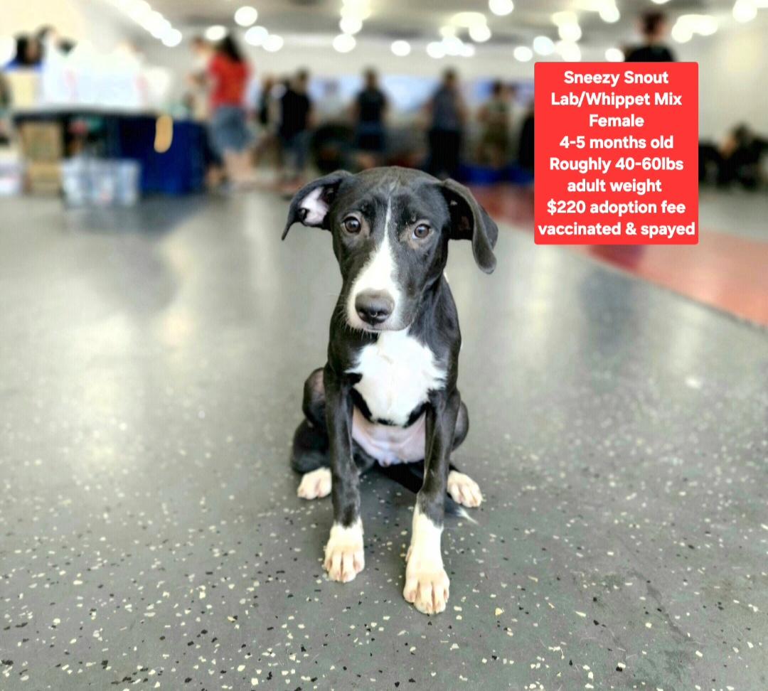 Sneezy Snout, ADOPTABLE, Puppy Female Labrador Retriever.