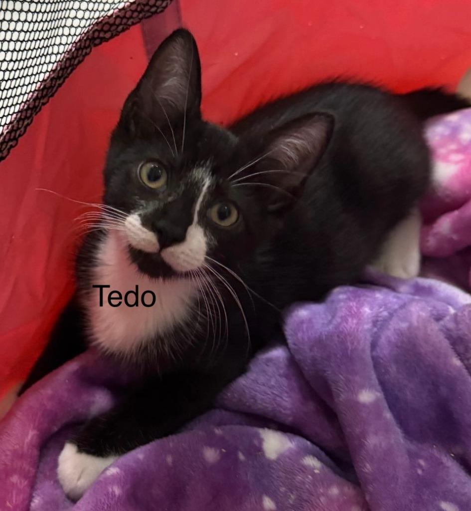 Tedo, a Adoptable Domestic Short Hair in Miami Beach, FL image 5/6