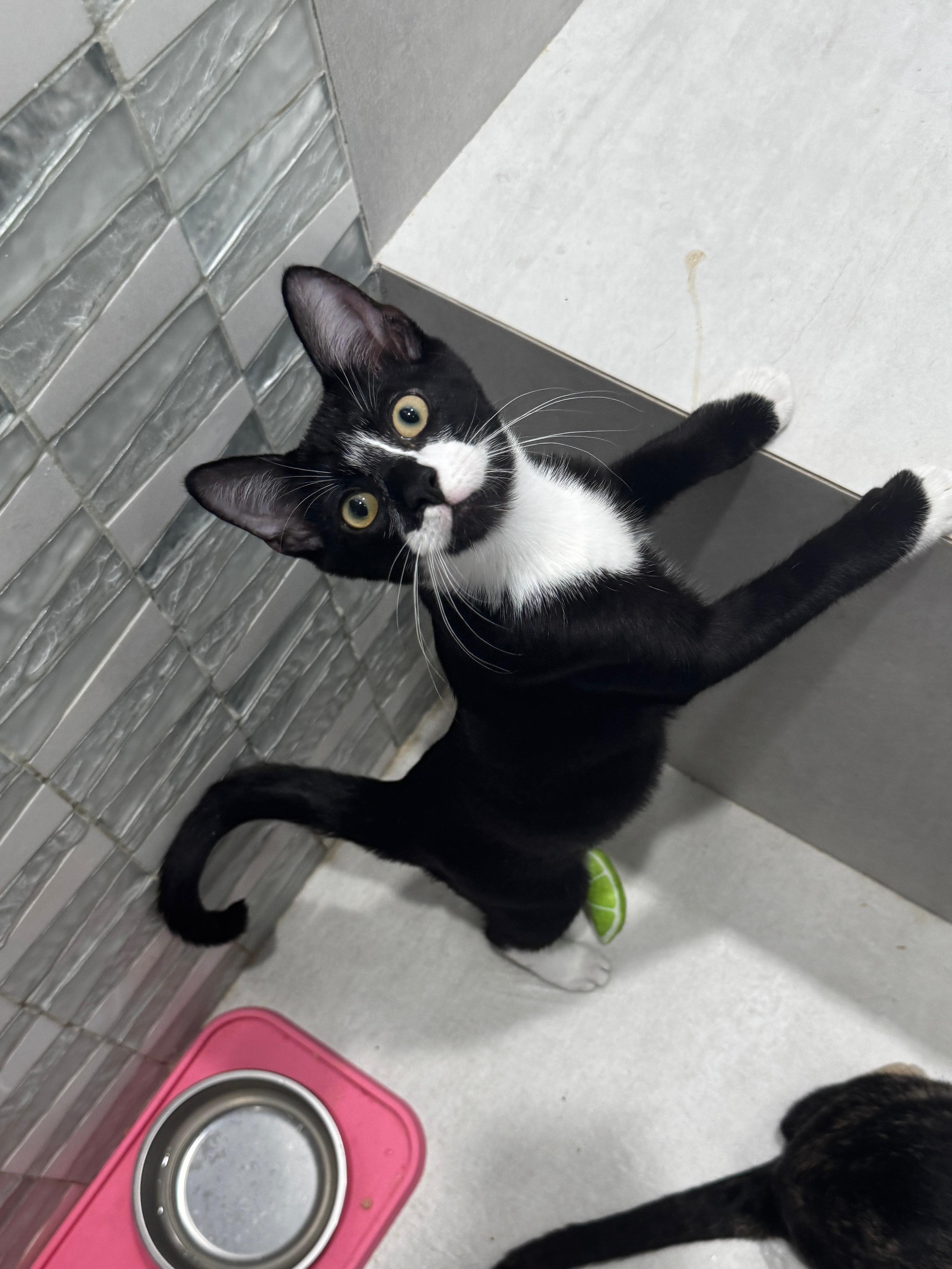 Tedo, a Adoptable Domestic Short Hair in Miami Beach, FL image 1/6