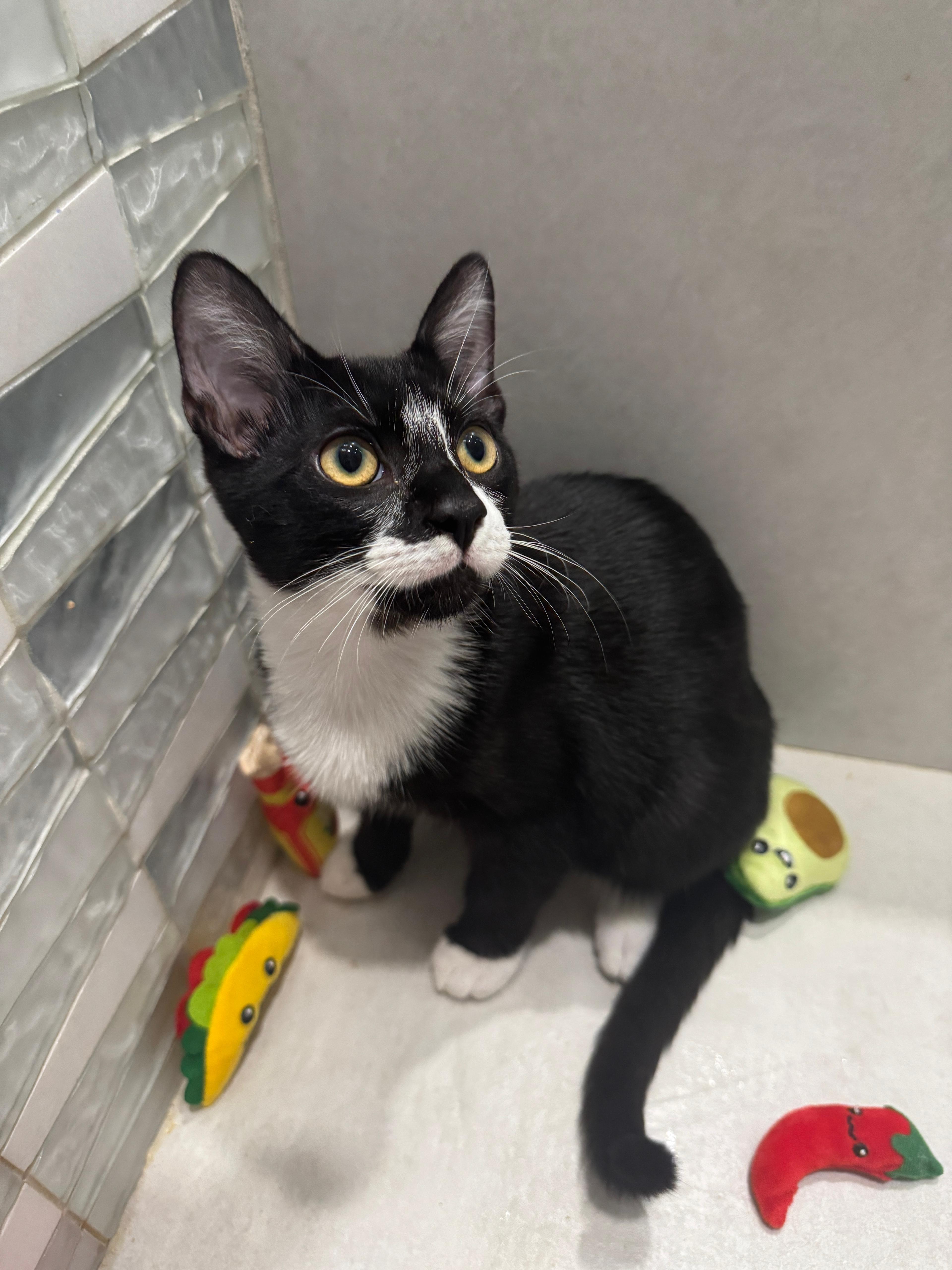 Tedo, a Adoptable Domestic Short Hair in Miami Beach, FL image 2/6