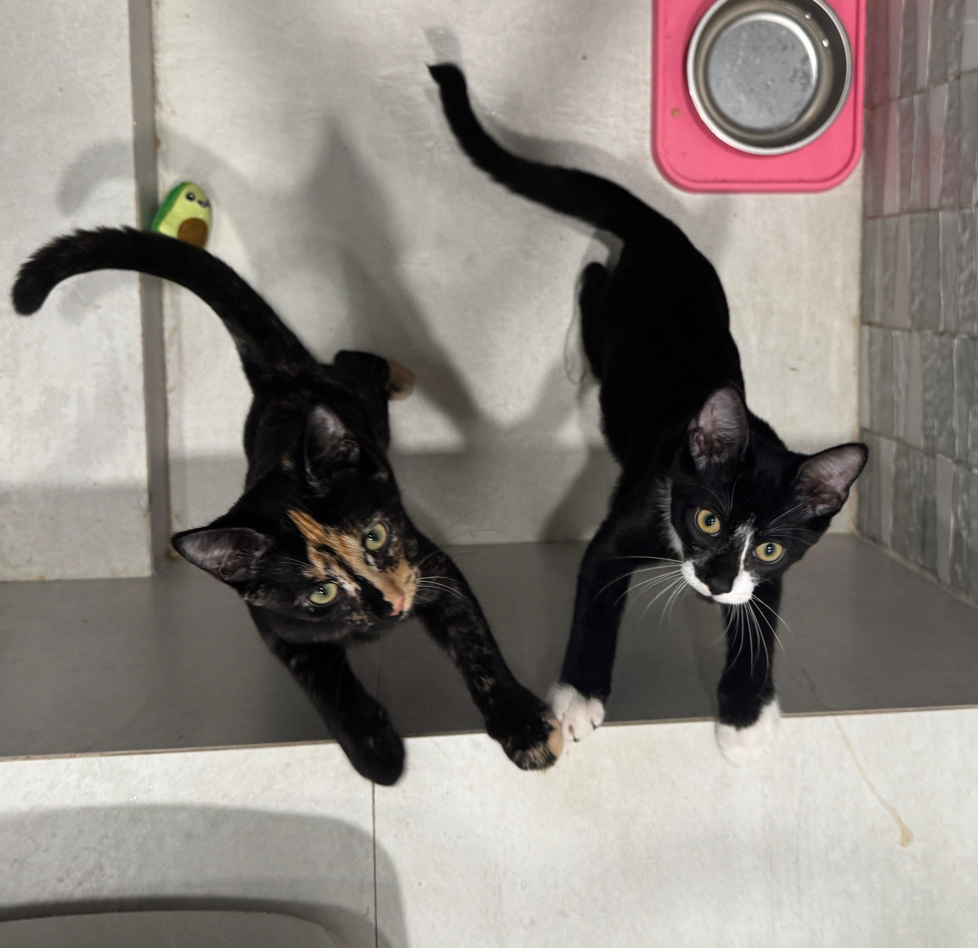 Tedo, Adoptable, Kitten Male Domestic Short Hair.