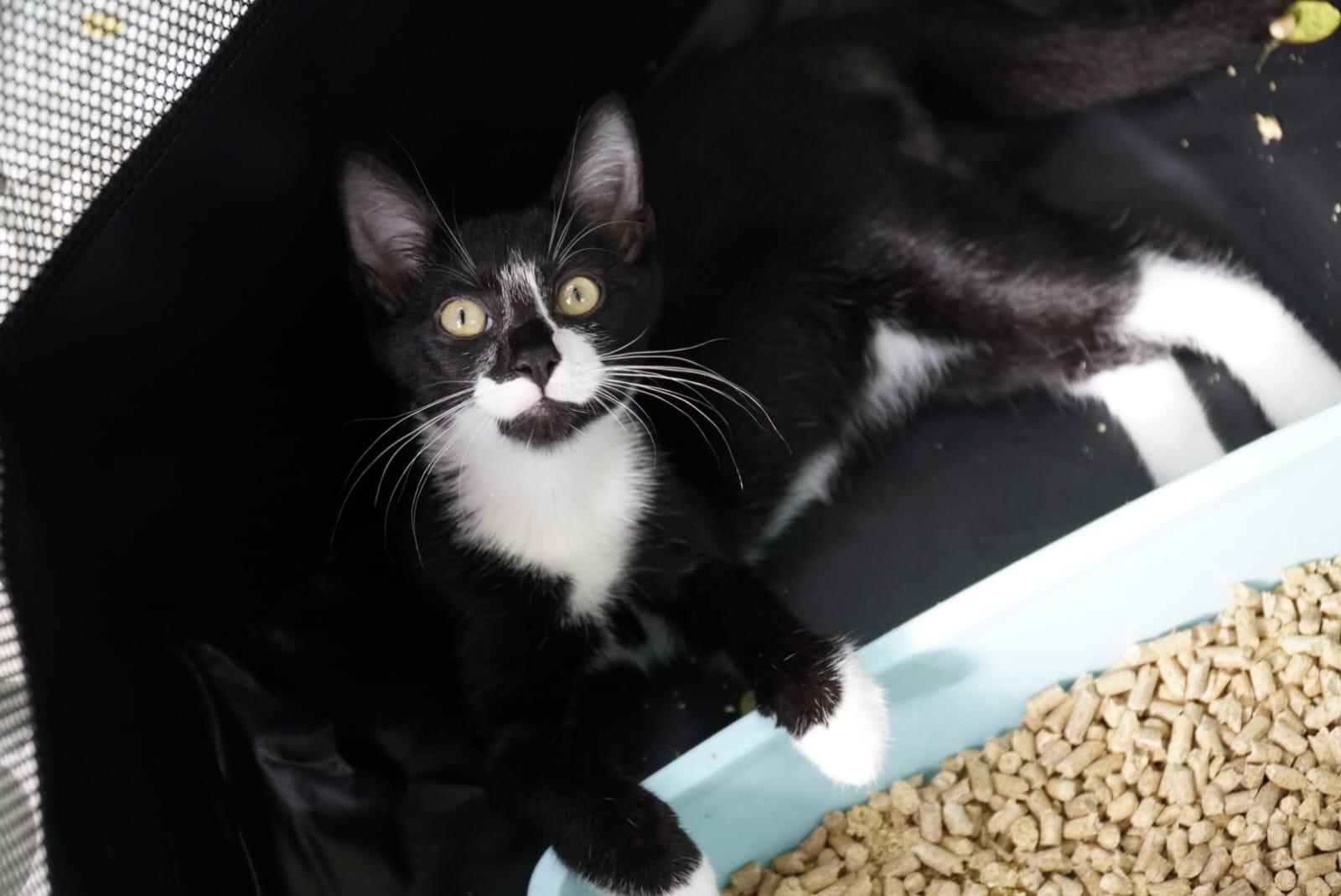 Tedo, a Adoptable Domestic Short Hair in Miami Beach, FL image 4/6