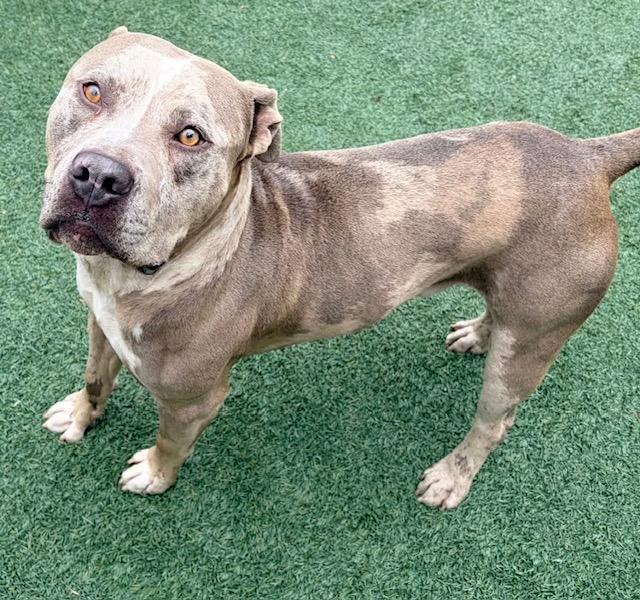 ZUKO, Adoptable, Young Male Pit Bull Terrier & Mastiff.