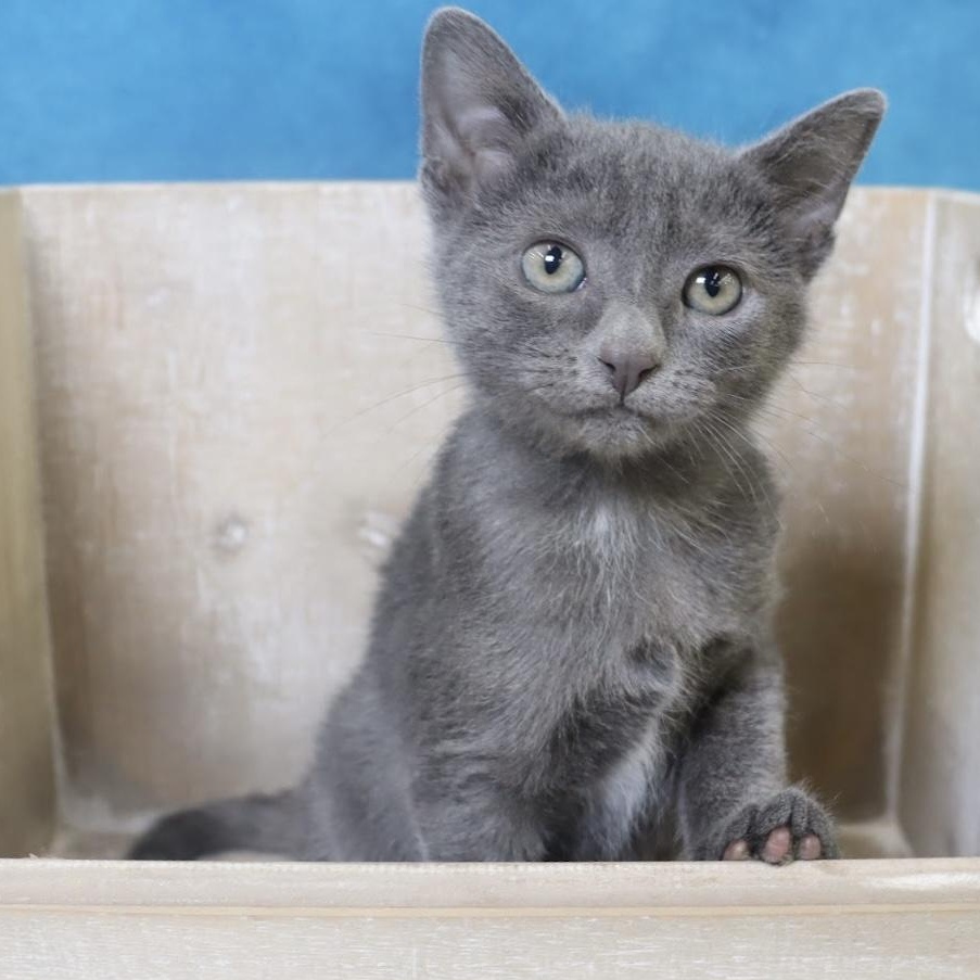 Quinn - Adorable Blue Kitten - Coming Soon, Adoptable, Kitten Male Russian Blue & Domestic Short Hair.