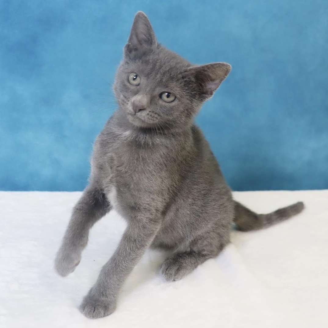 Enlarge Quinn - Adorable Blue Kitten - Coming Soon, a Adoptable mixed breed in League City, TX image 5/5