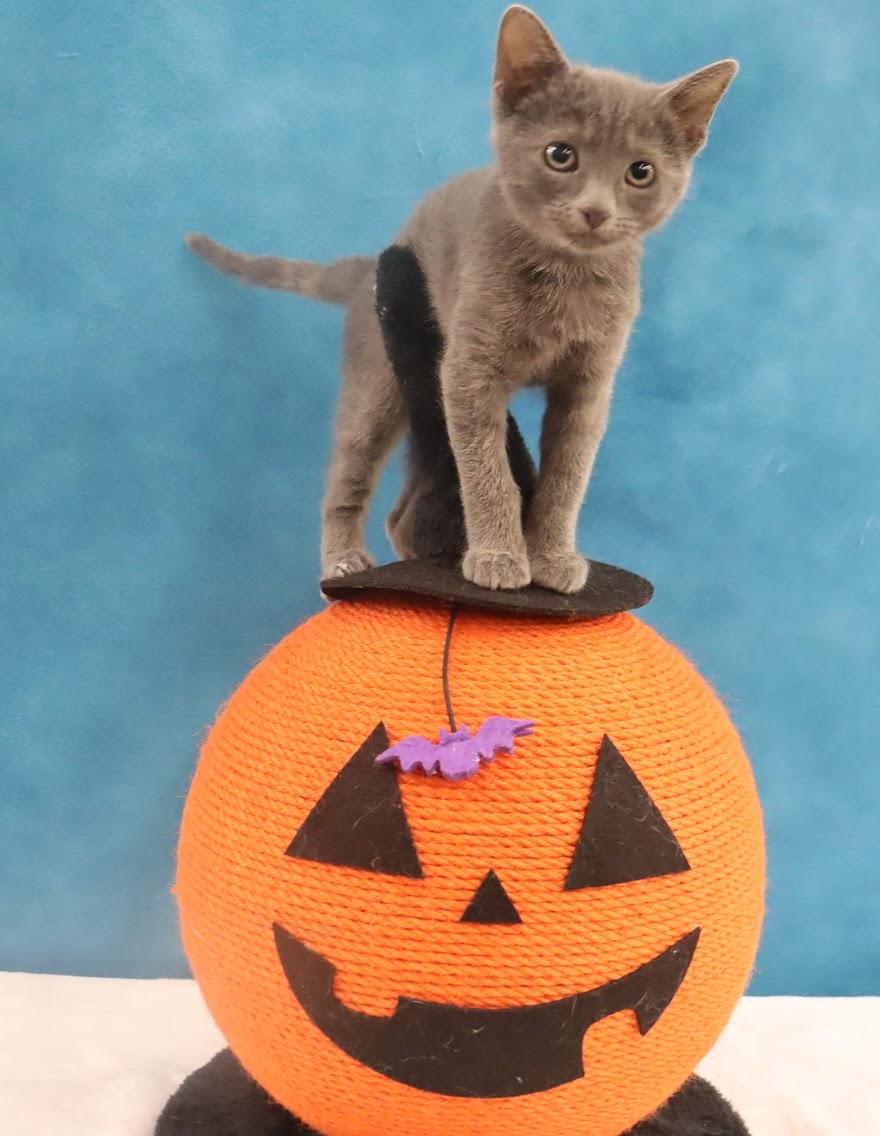 Enlarge Quinn - Adorable Blue Kitten - Coming Soon, a Adoptable mixed breed in League City, TX image 2/5