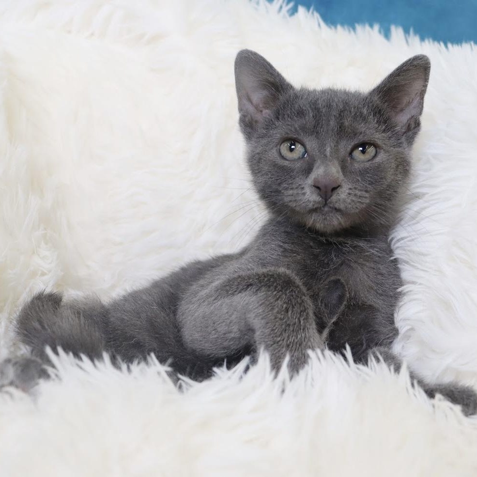 Enlarge Quinn - Adorable Blue Kitten - Coming Soon, a Adoptable mixed breed in League City, TX image 3/5