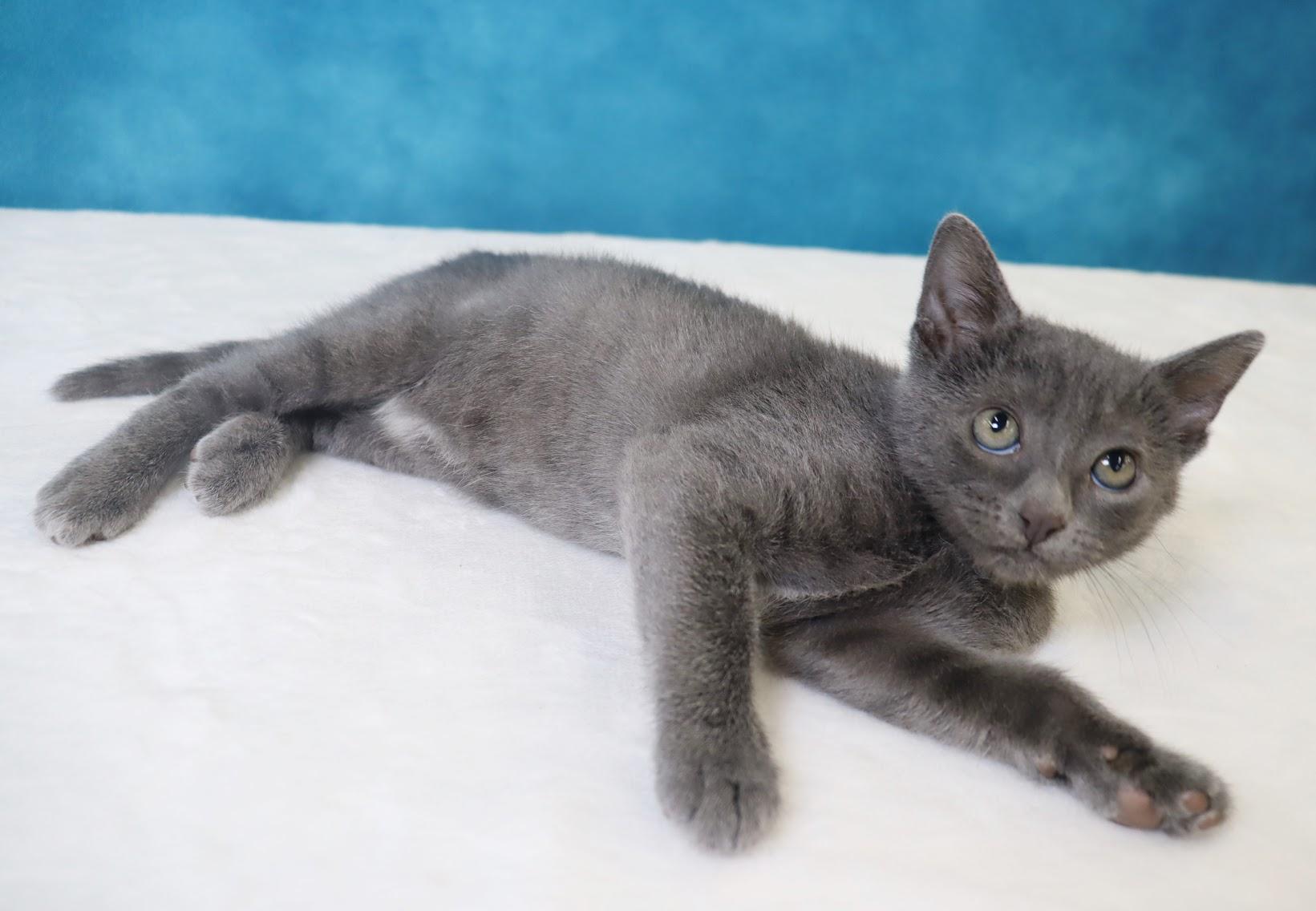 Enlarge Quinn - Adorable Blue Kitten - Coming Soon, a Adoptable mixed breed in League City, TX image 4/5