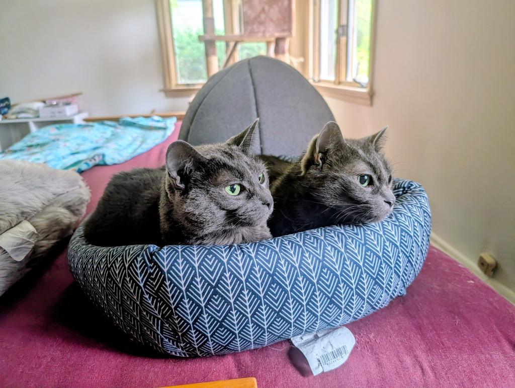 Matsy / Pimple, Adoptable, Senior Female Domestic Short Hair.