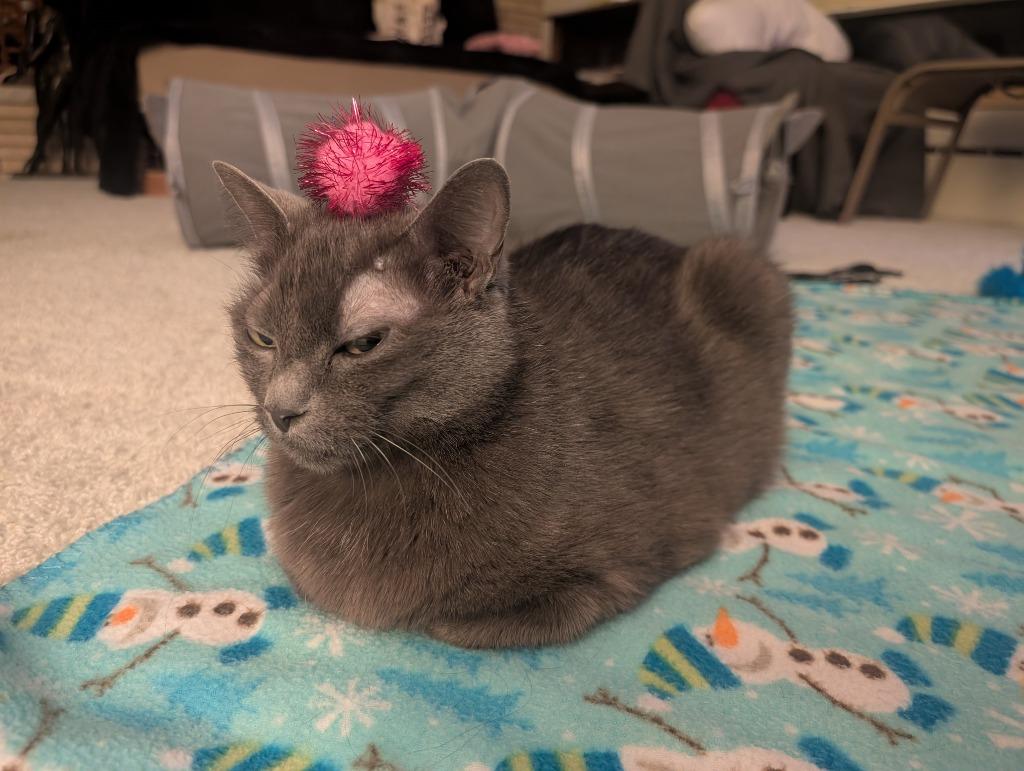 Enlarge Matsy / Pimple, a Adoptable mixed breed in Minneapolis, MN image 2/4