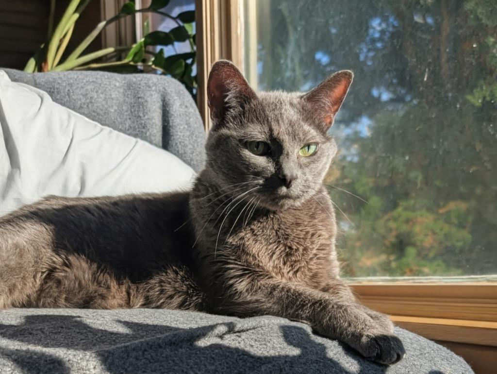 Enlarge Matsy / Pimple, a Adoptable mixed breed in Minneapolis, MN image 3/4