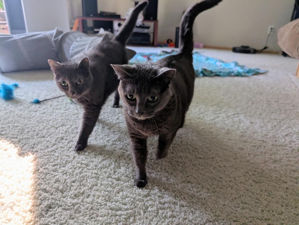 Enlarge Matsy / Pimple, a Adoptable mixed breed in Minneapolis, MN image 4/4