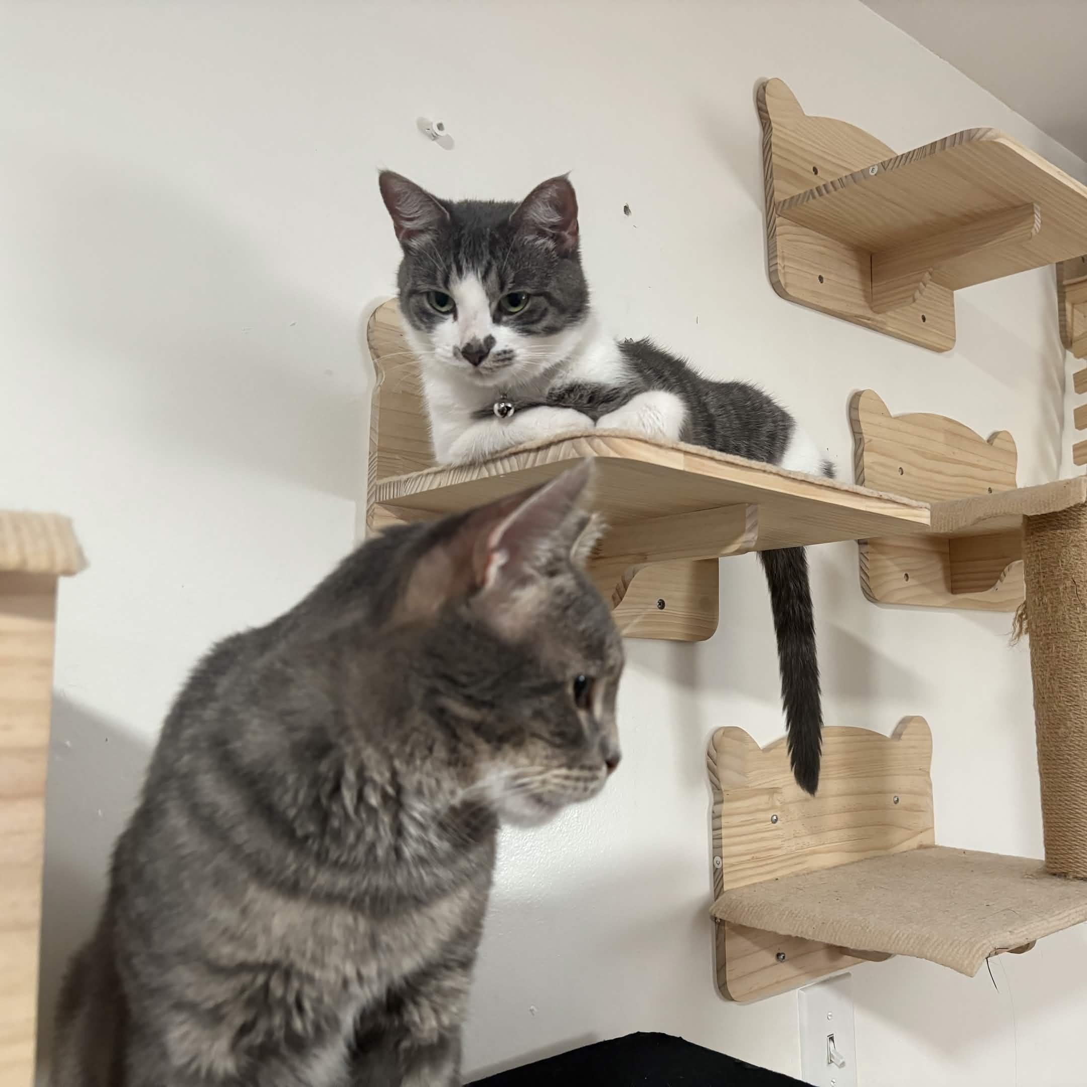 Enlarge Khajul, a Adoptable Domestic Short Hair in Weehawken, NJ image 6/6