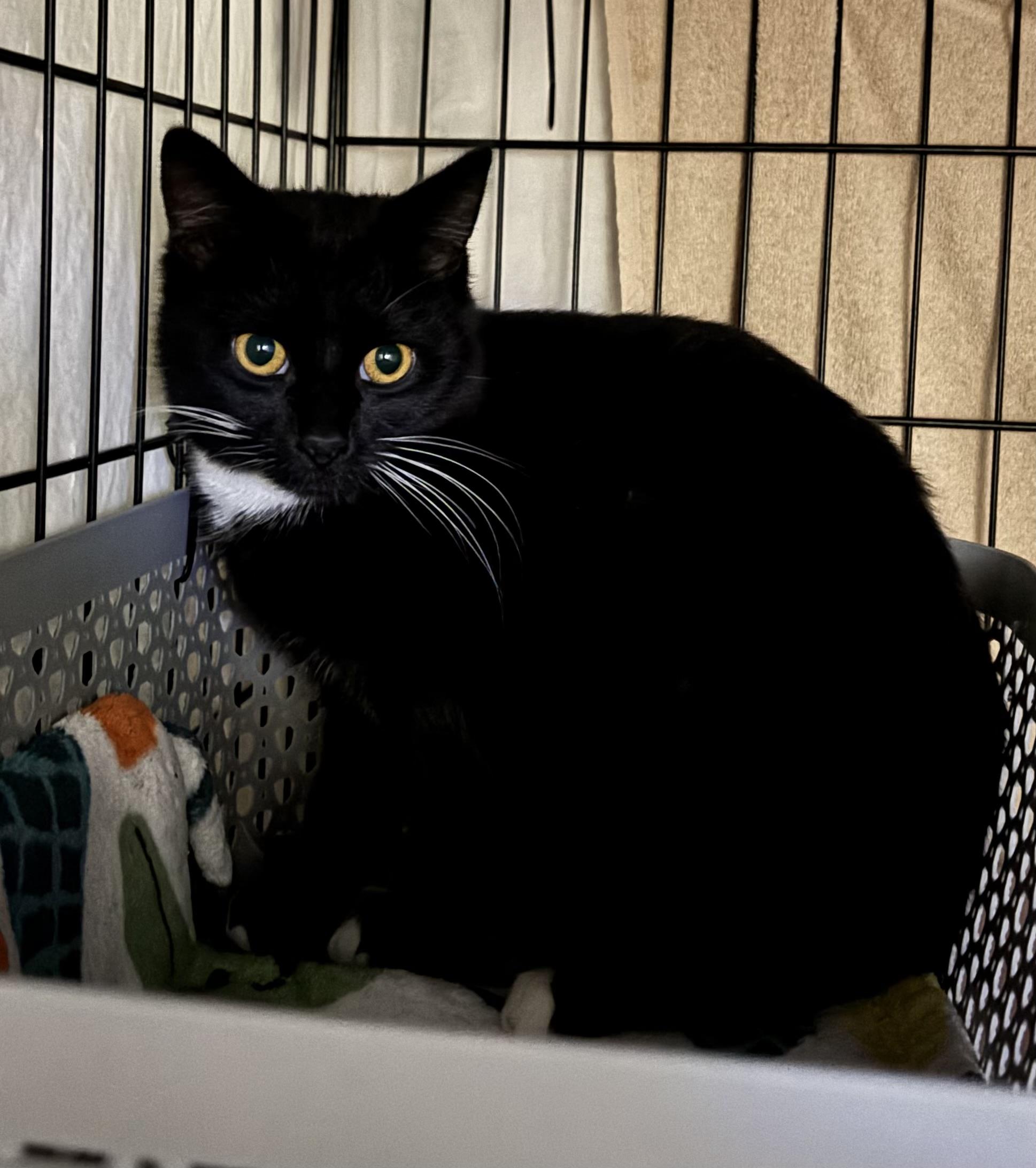 Enlarge Seamore, a Adoptable Domestic Short Hair in Pittsburgh, PA image 2/4