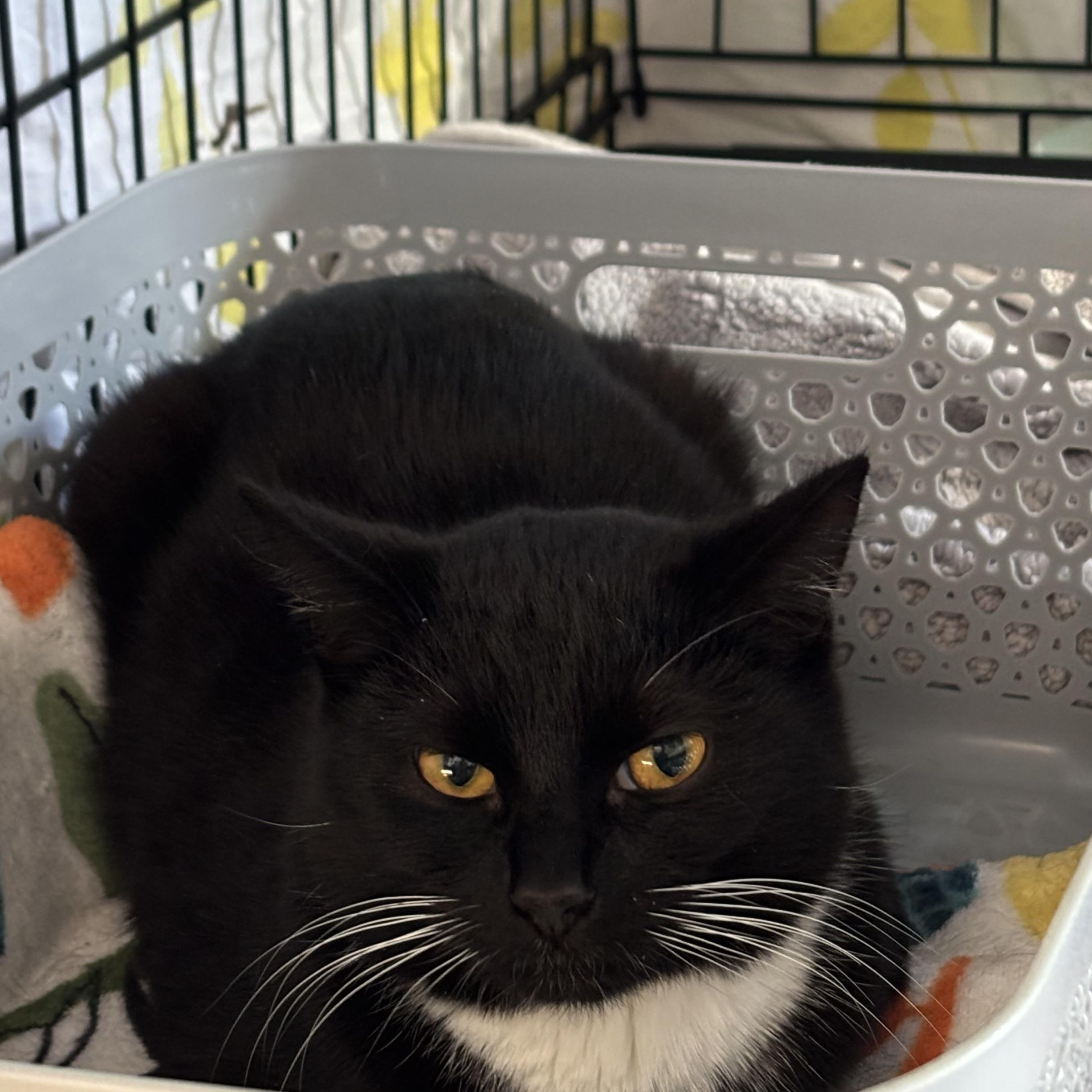 Enlarge Seamore, a Adoptable Domestic Short Hair in Pittsburgh, PA image 1/4