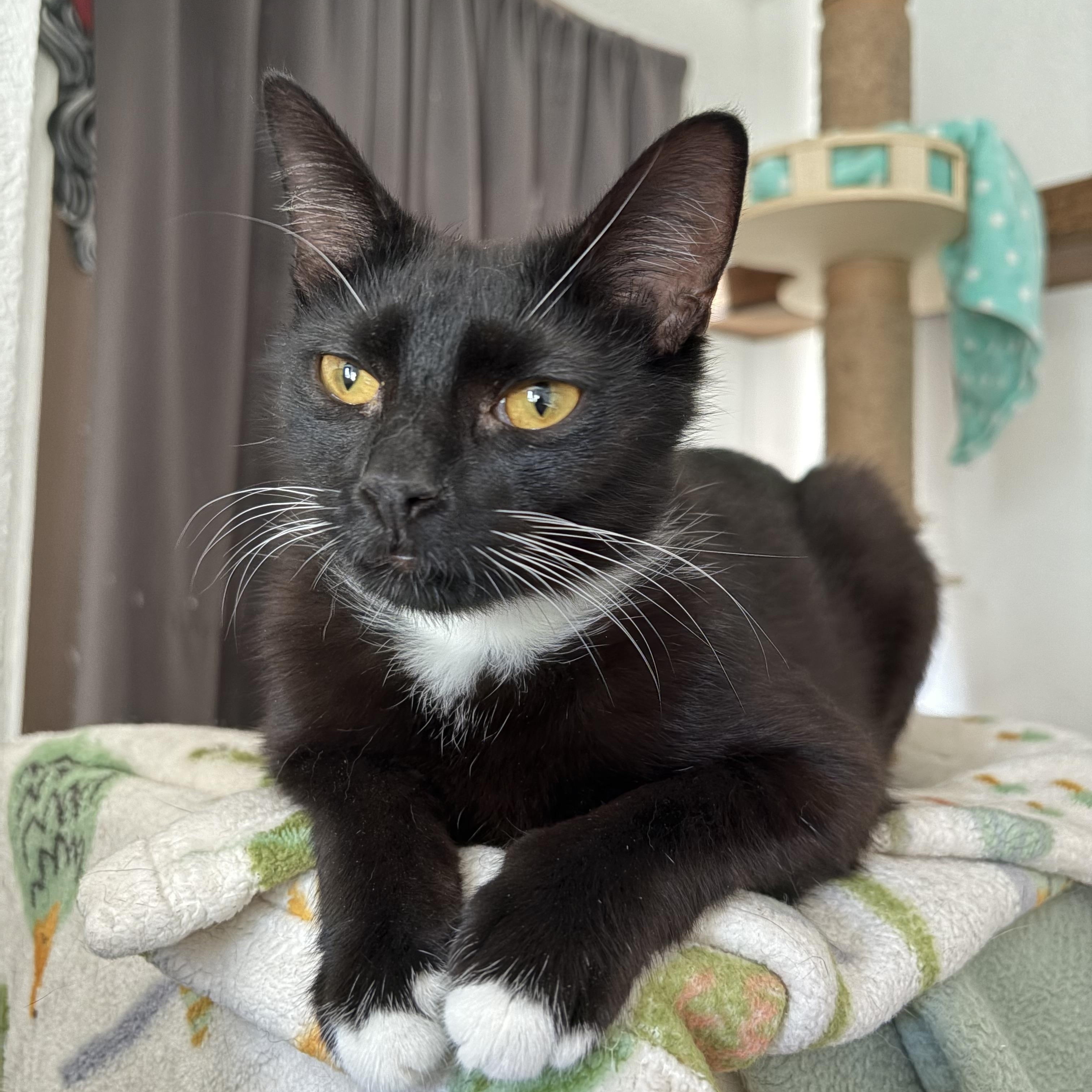 Seamore, Adoptable, Adult Male Domestic Short Hair.
