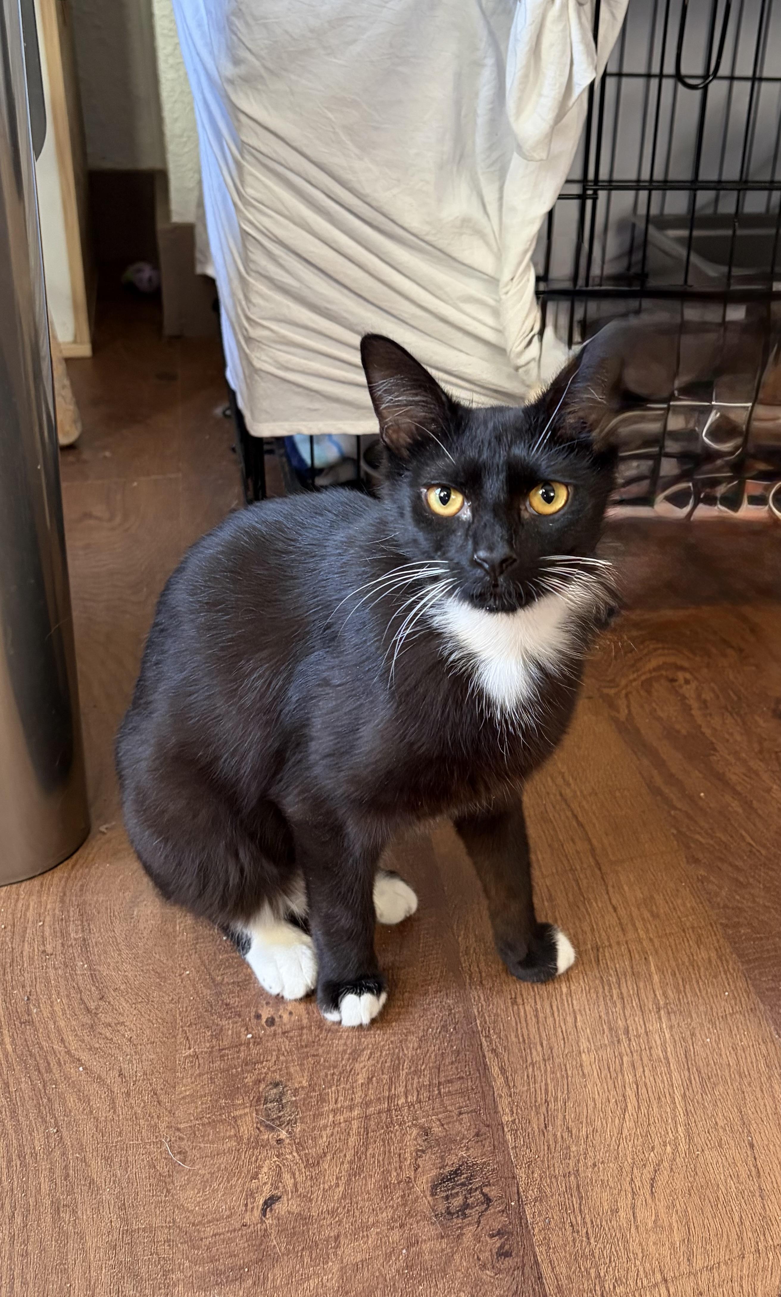 Enlarge Seamore, a Adoptable Domestic Short Hair in Pittsburgh, PA image 2/6