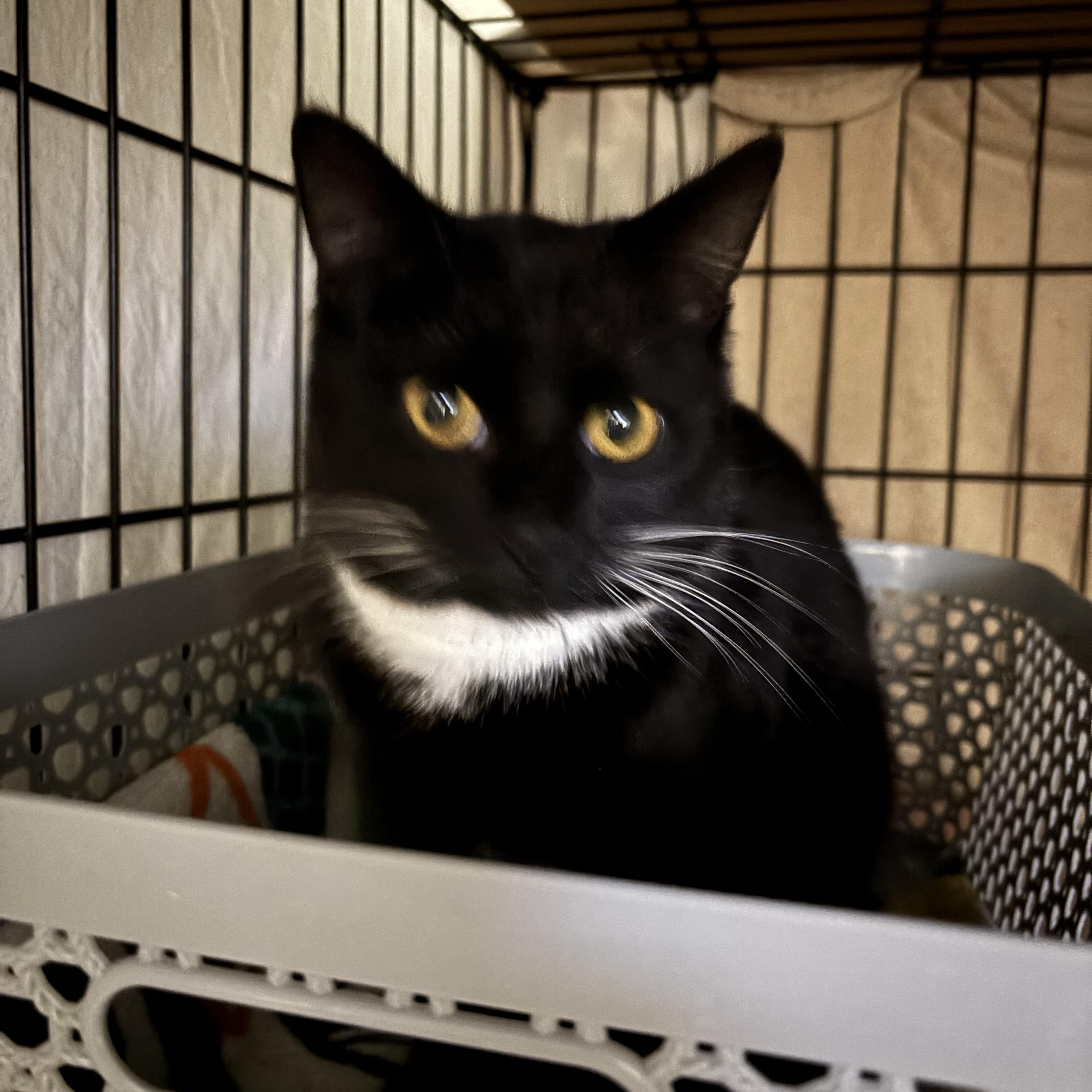 Enlarge Seamore, a Adoptable Domestic Short Hair in Pittsburgh, PA image 3/4