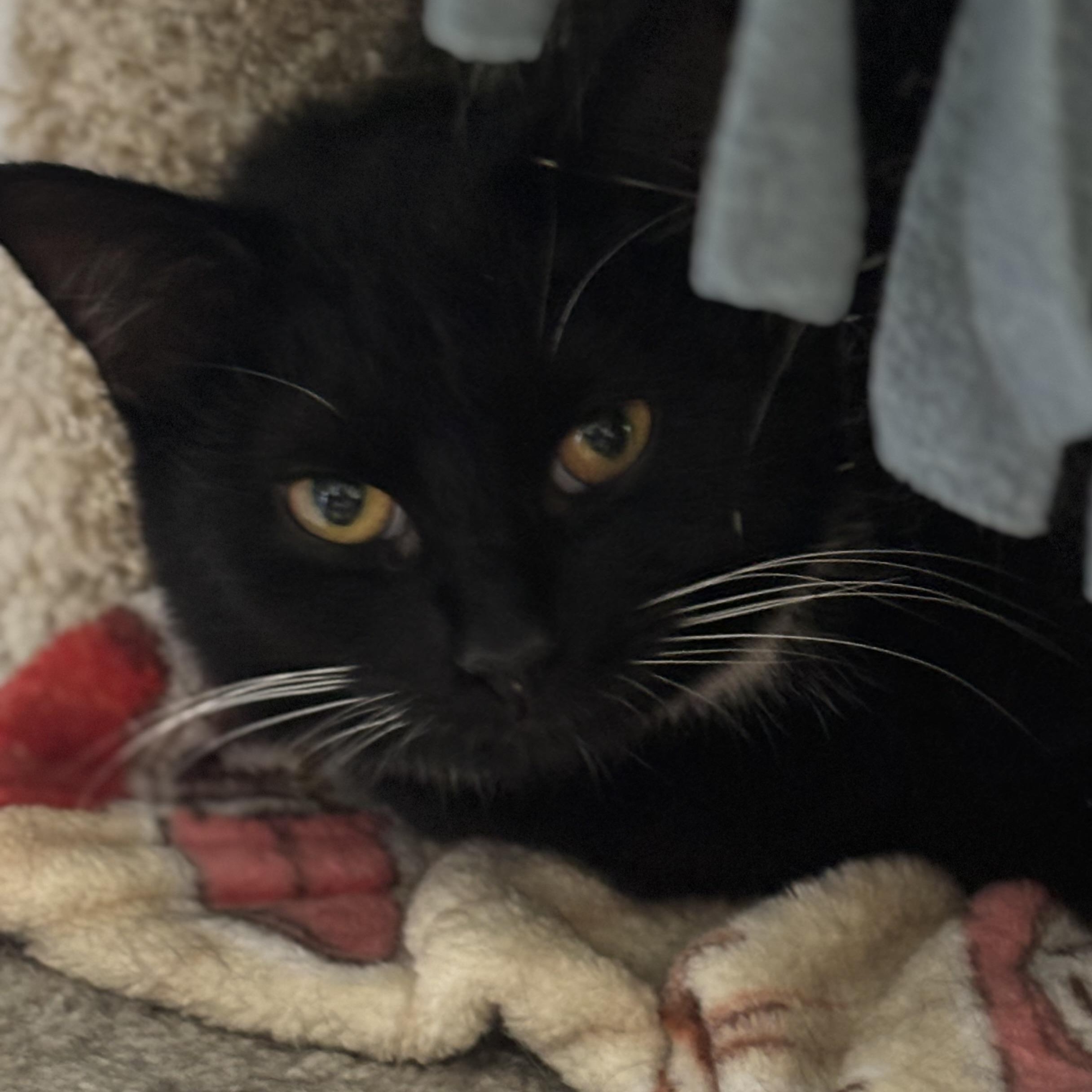 Enlarge Seamore, a Adoptable Domestic Short Hair in Pittsburgh, PA image 4/4