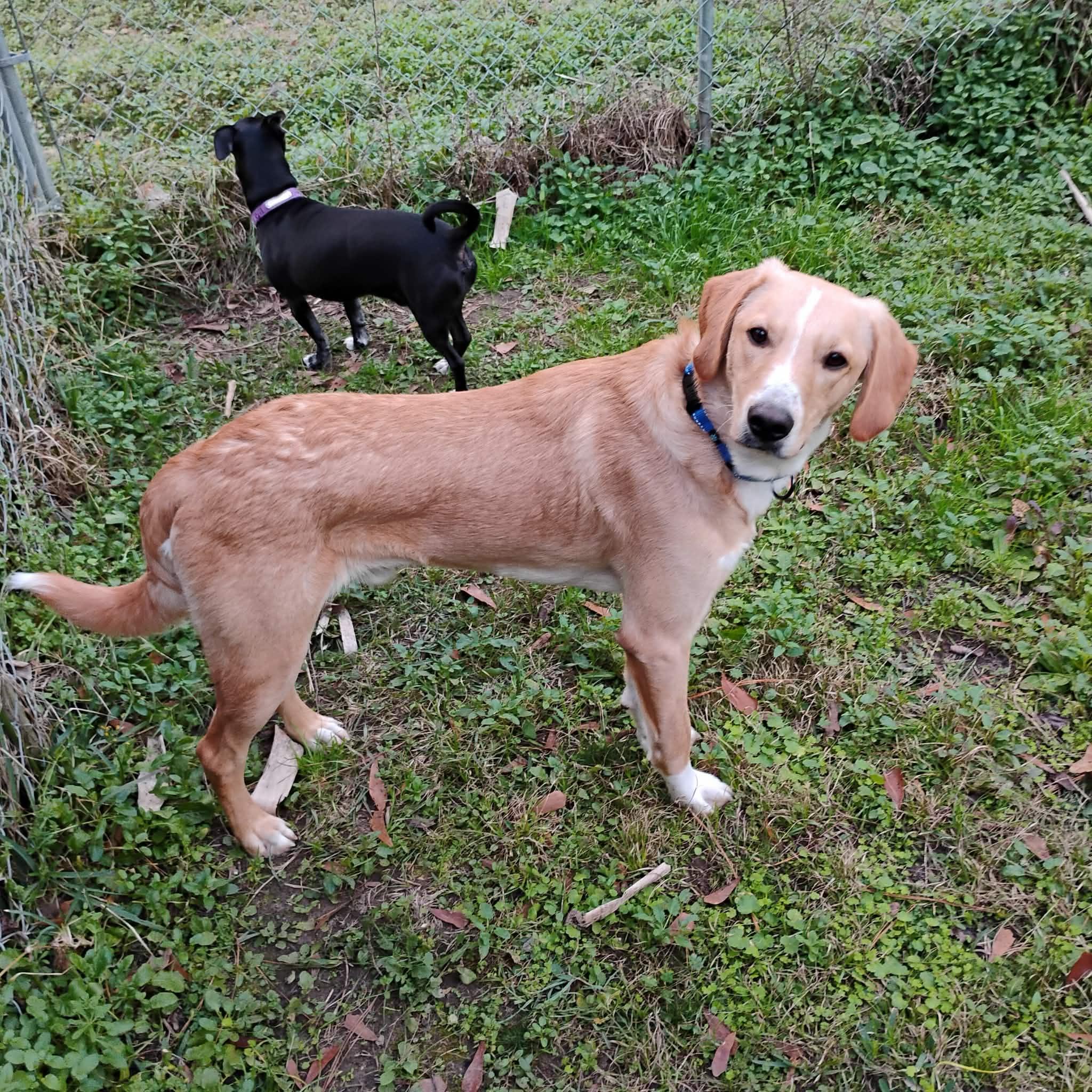 Enlarge Eric, a Adoptable mixed breed in Unionville, CT image 2/6