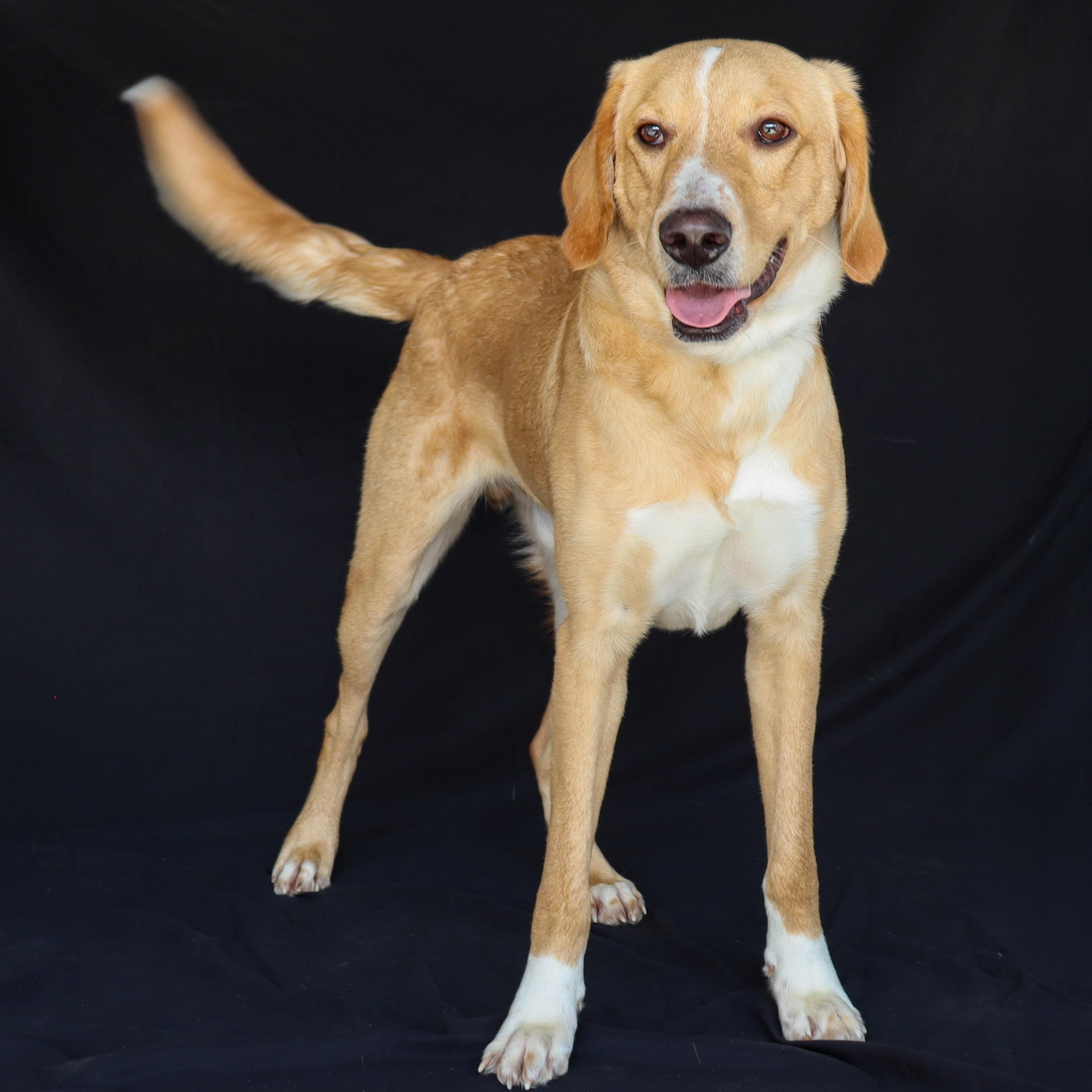 Eric, Adoptable, Young Male Labrador Retriever & Golden Retriever.