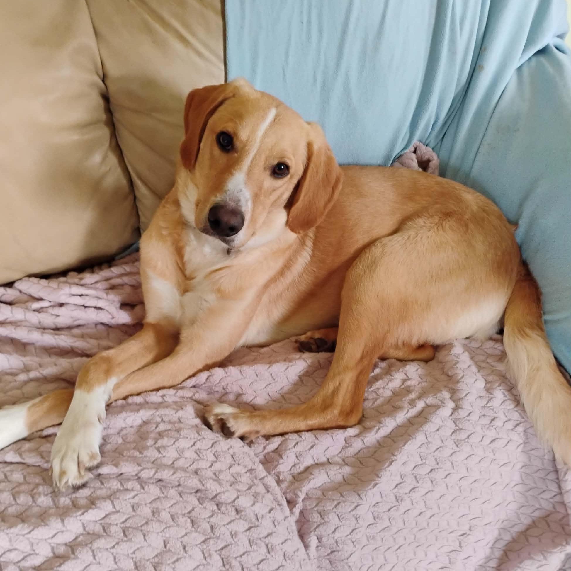 Enlarge Eric, a Adoptable mixed breed in Unionville, CT image 6/6