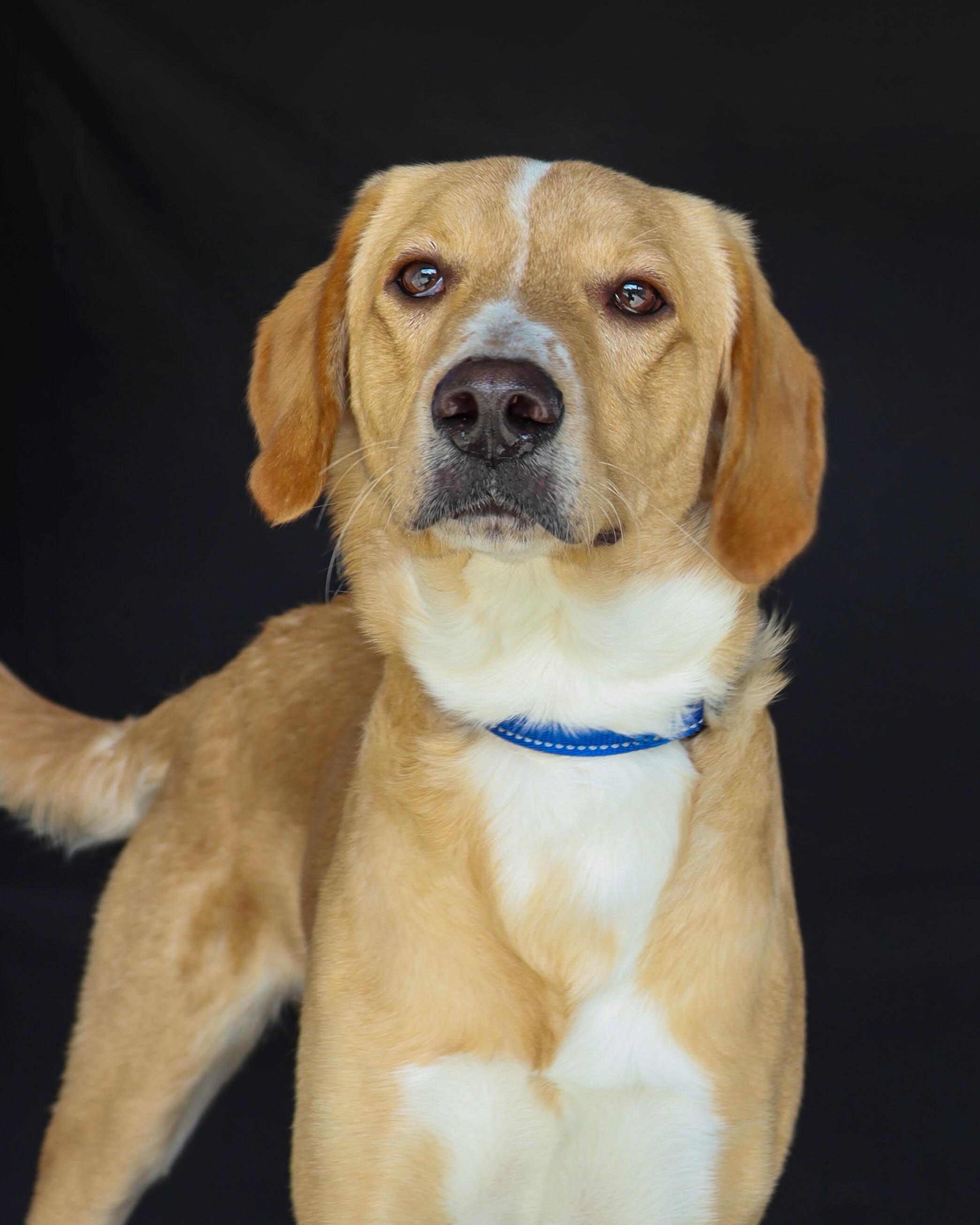 Enlarge Eric, a Adoptable mixed breed in Unionville, CT image 3/6