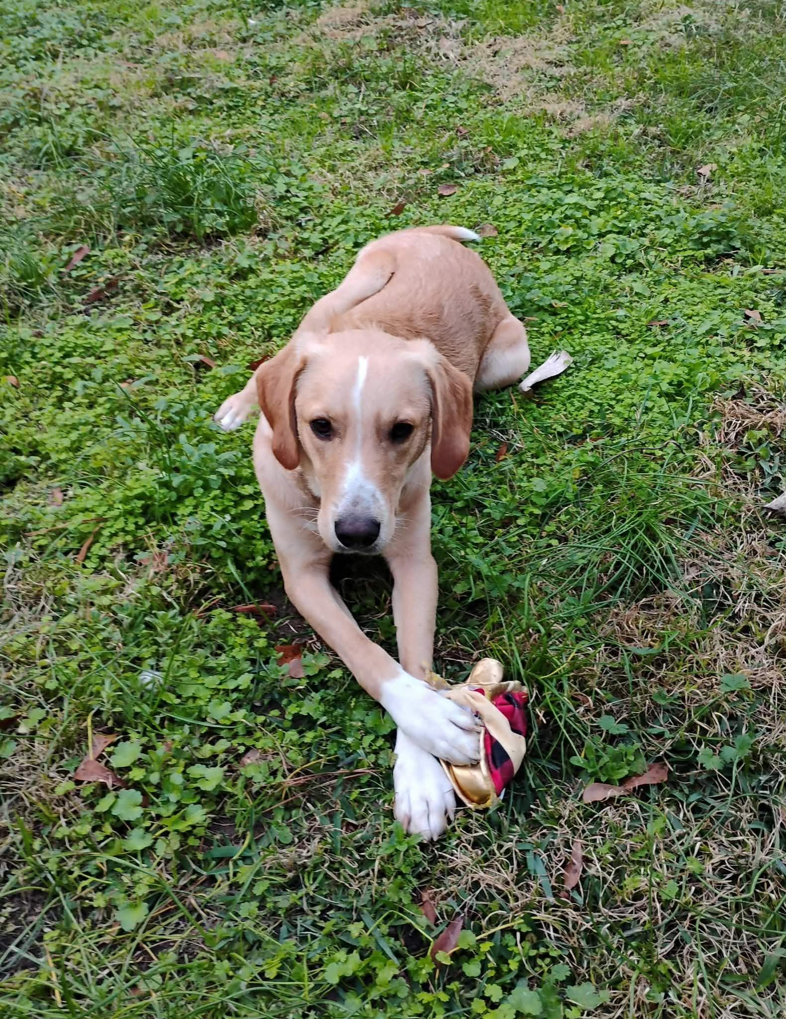 Enlarge Eric, a Adoptable mixed breed in Unionville, CT image 5/6