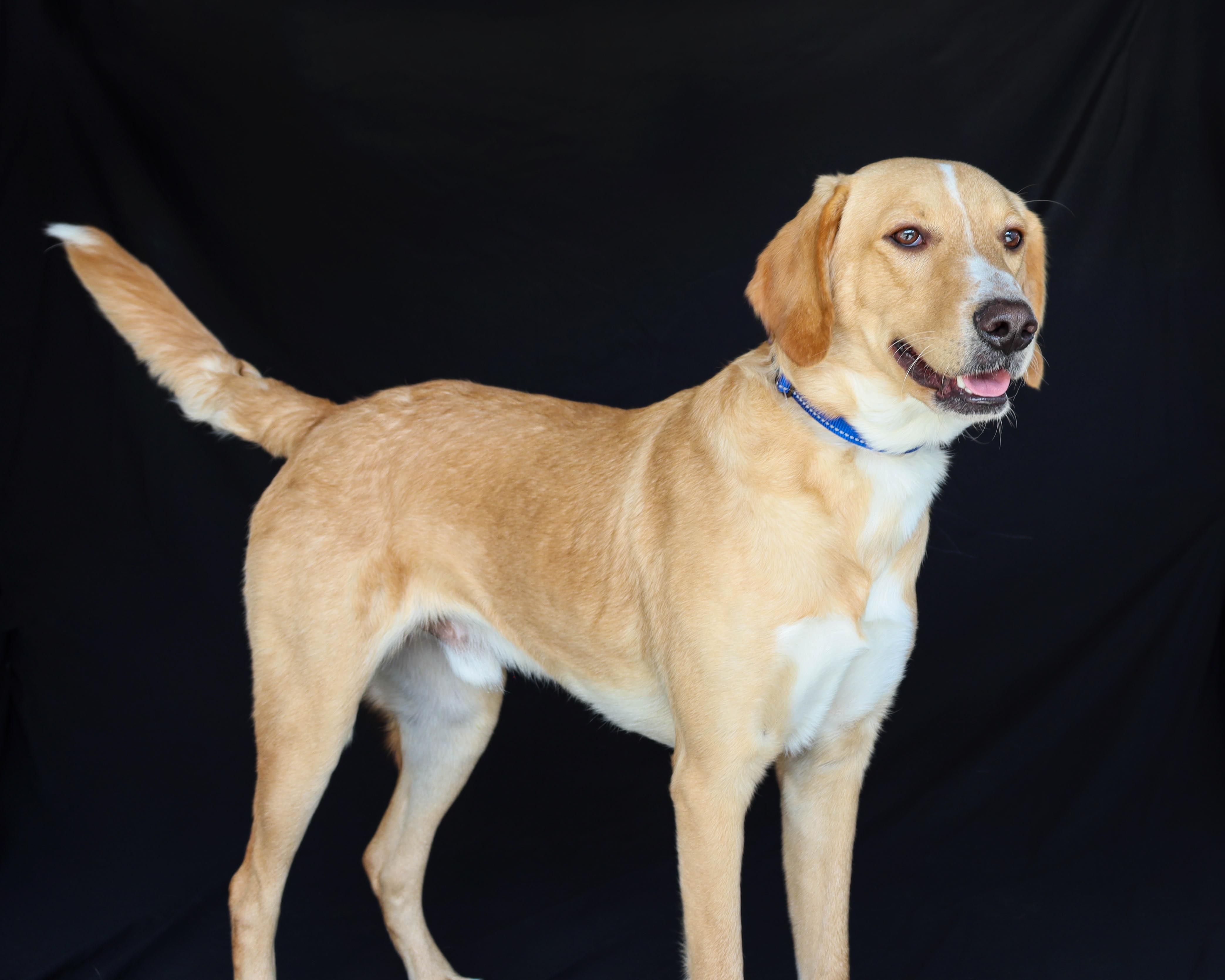 Enlarge Eric, a Adoptable mixed breed in Unionville, CT image 4/6