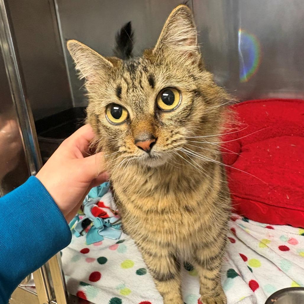 Enlarge Jody, a Adoptable Domestic Long Hair in Chehalis, WA image 1/1