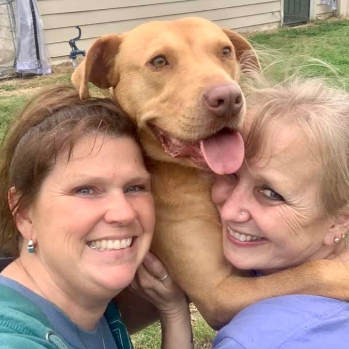 Ruby, a Adoptable mixed breed in Southaven , MS image 2/6