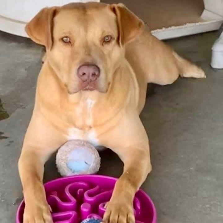 Ruby, a Adoptable mixed breed in Southaven , MS image 4/6