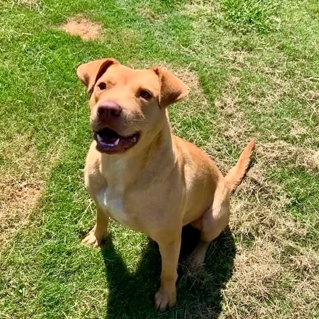 Ruby, a Adoptable mixed breed in Southaven , MS image 3/6