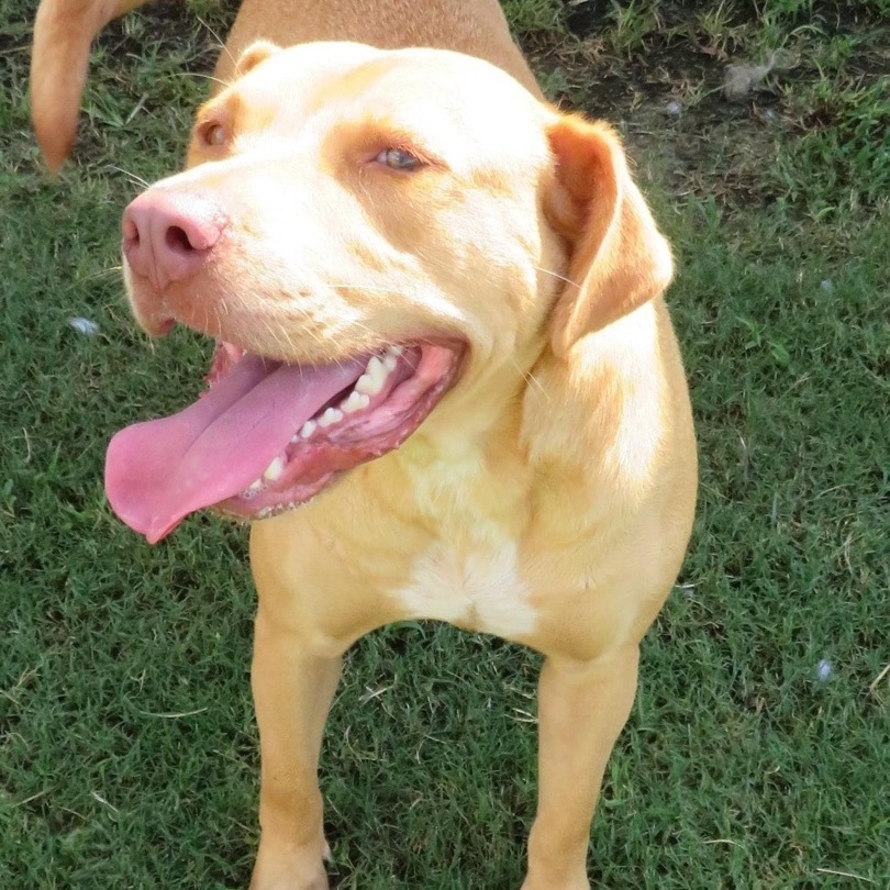 Ruby, a Adoptable mixed breed in Southaven , MS image 5/6