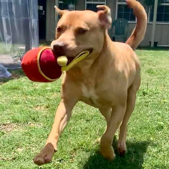 Ruby, a Adoptable mixed breed in Southaven , MS image 6/6
