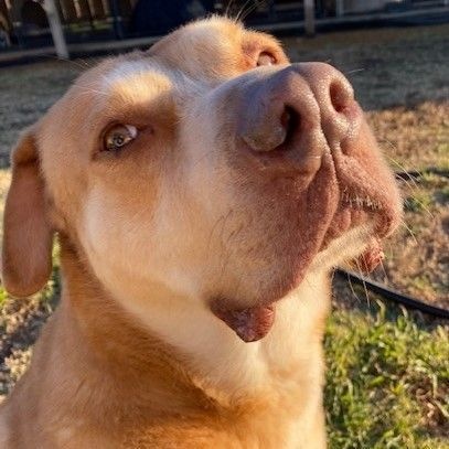 Ruby, a Adoptable mixed breed in Southaven , MS image 1/6