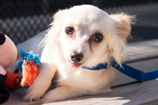 SNAP, Adoptable, Young Female Chihuahua.