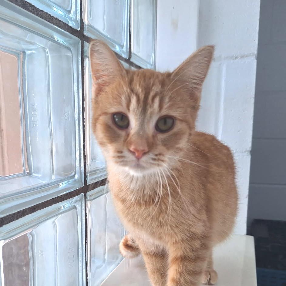 Penelope, a Adoptable Domestic Short Hair in Oak Hill, WV image 5/6