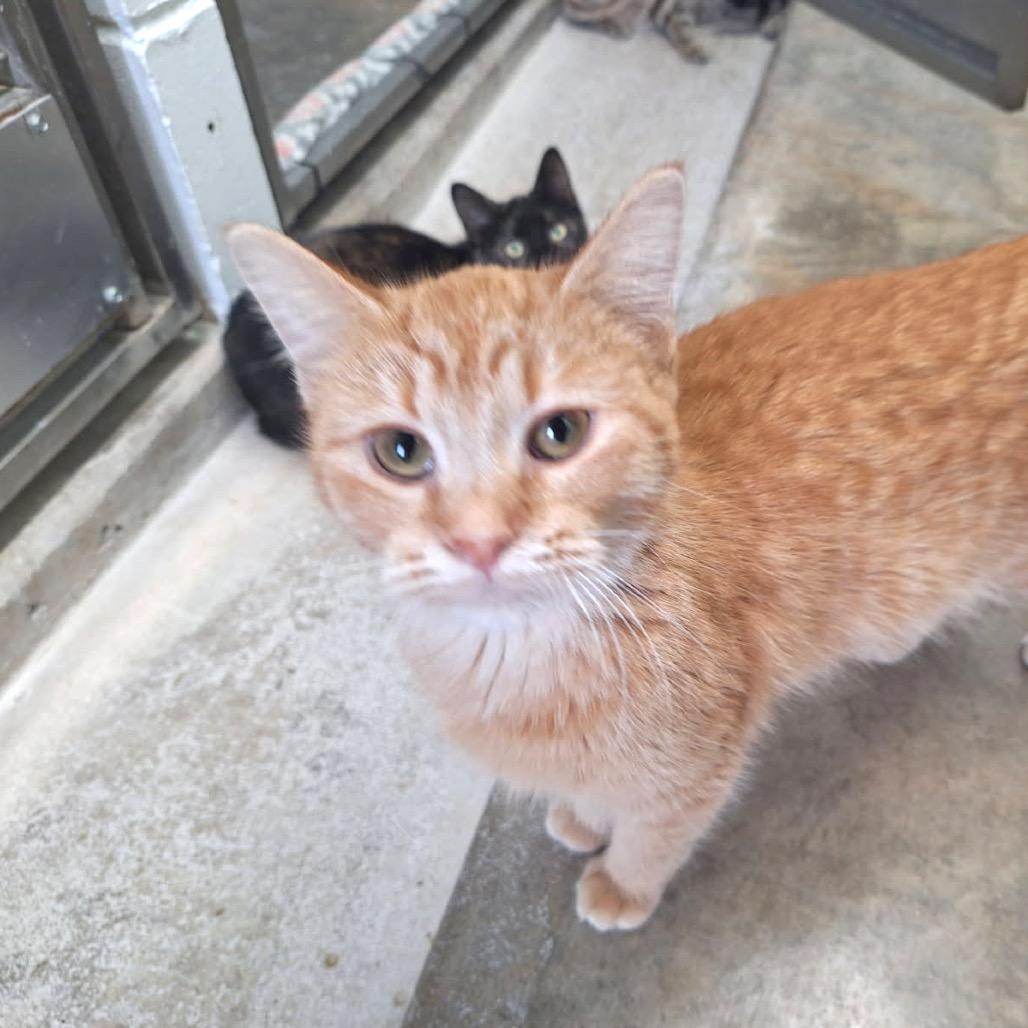 Penelope, a Adoptable Domestic Short Hair in Oak Hill, WV image 6/6